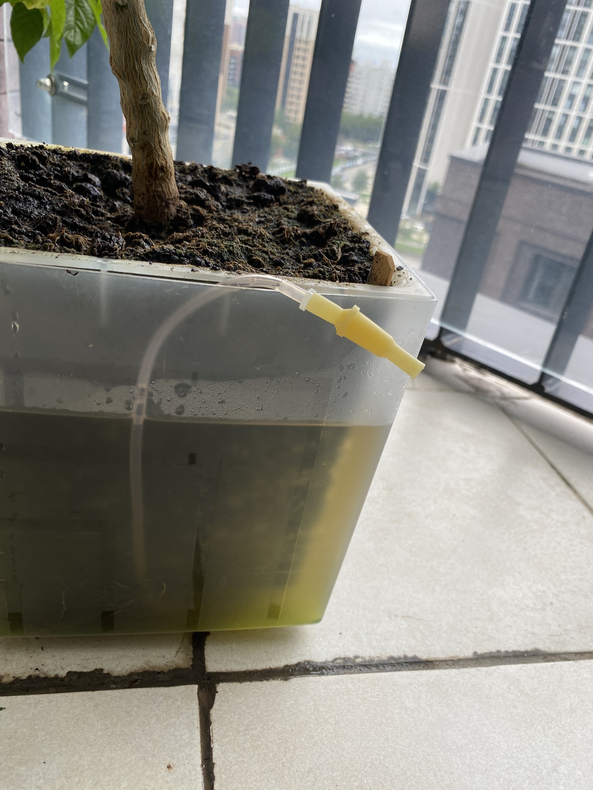 Peppers on the balcony - My, Habanero, Carolinian Reaper, Carolina Reaper, Chile, Hot peppers, Pepper, Chilli, Grover, Longpost