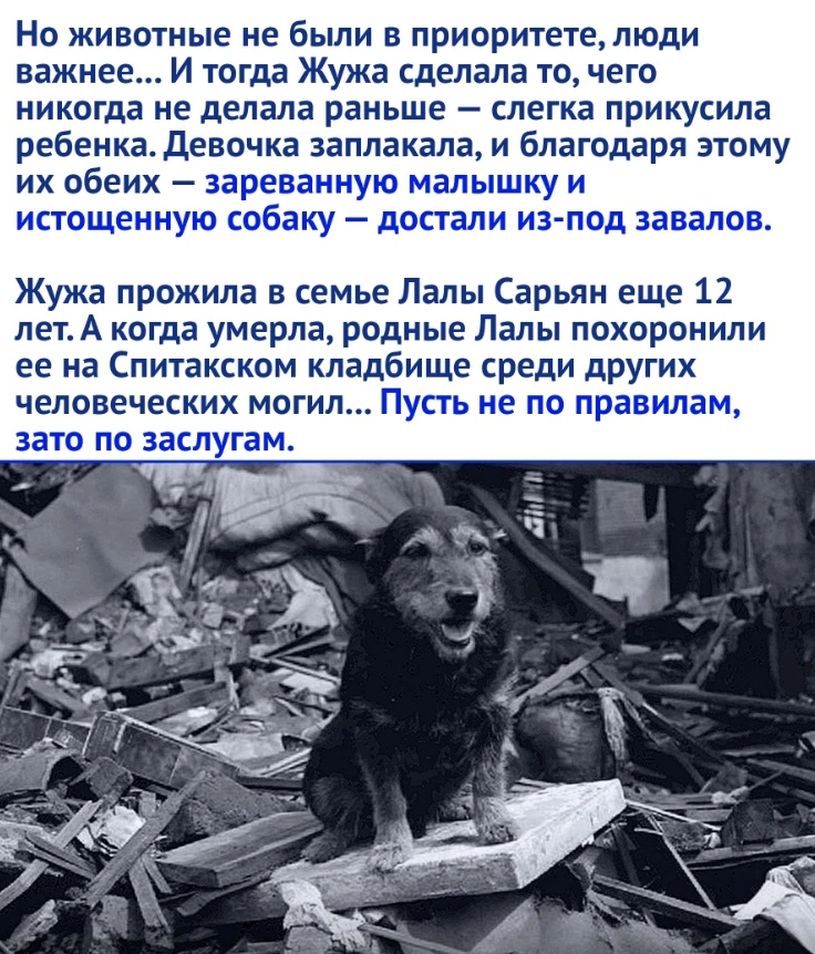 True friend - Armenia, Spitak, Earthquake, Dog, Animals, The rescue, Picture with text, Longpost, Repeat