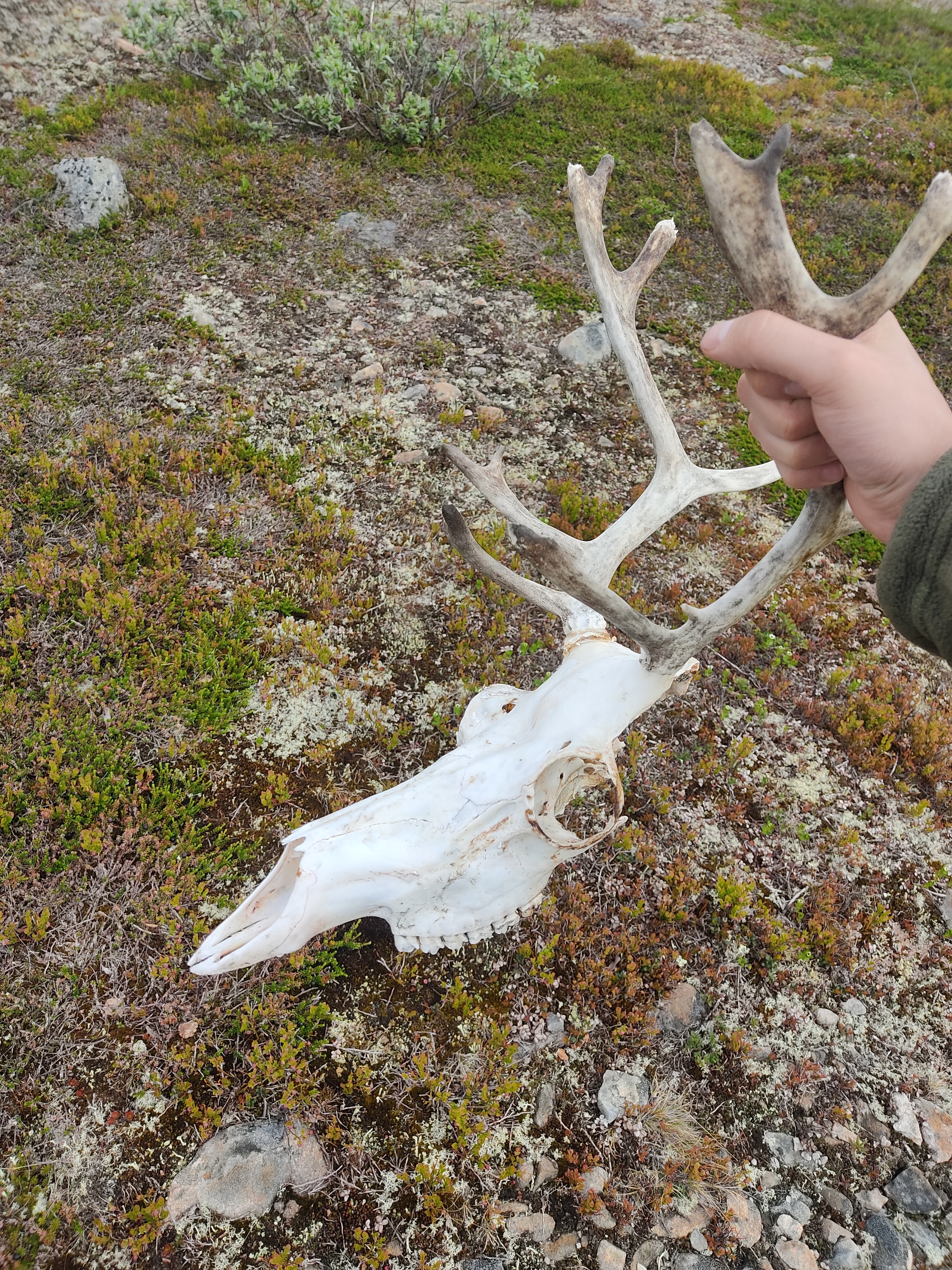 Artifacts of the Rybachy Peninsula - My, Hike, Find, North, Kola Peninsula, Hiking, Longpost, The photo, A selection