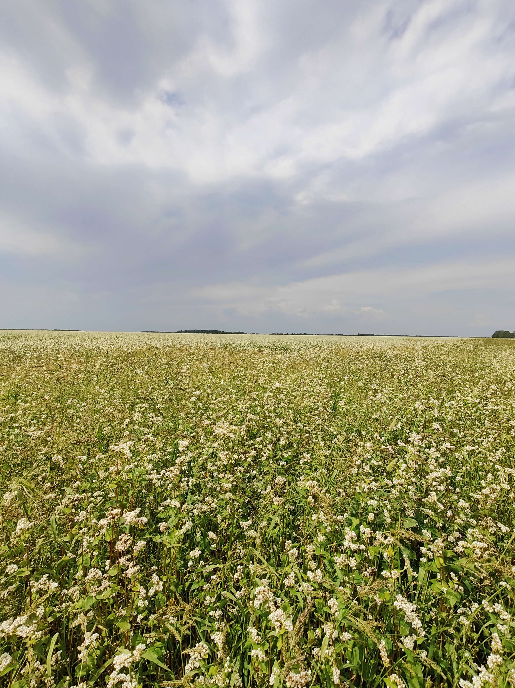 Buckwheat fields - My, Field, The clouds, Novosibirsk region, Mobile photography, Siberia, Western Siberia, Longpost, Buckwheat