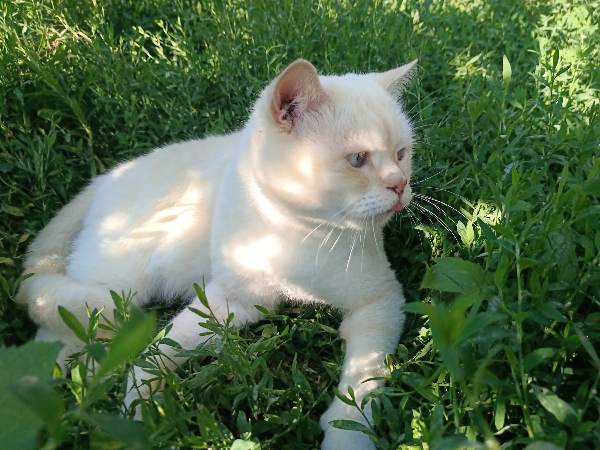 Spa on the grass - My, Funtik (cat), cat, British cat, Pet the cat, Longpost, Walk, The photo