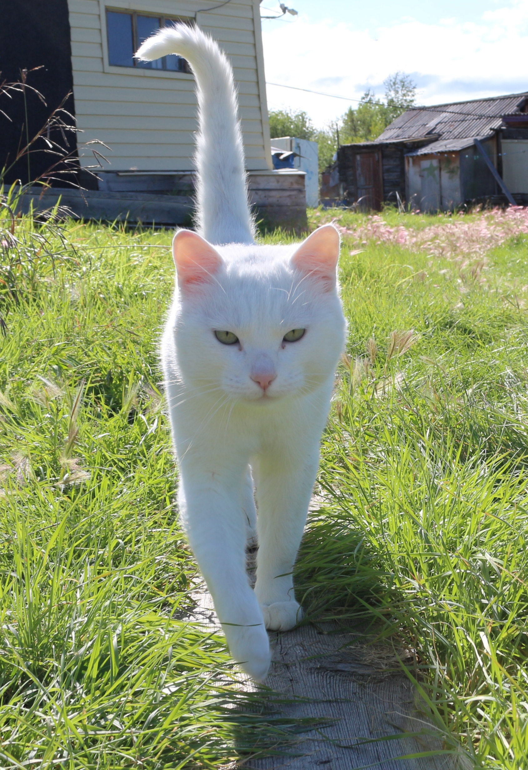 Life on TDS in the taiga. Guest, Petrovich and Loki - My, Taiga, Weather station, Mushrooms, cat, Dog, Wood grouse, Longpost