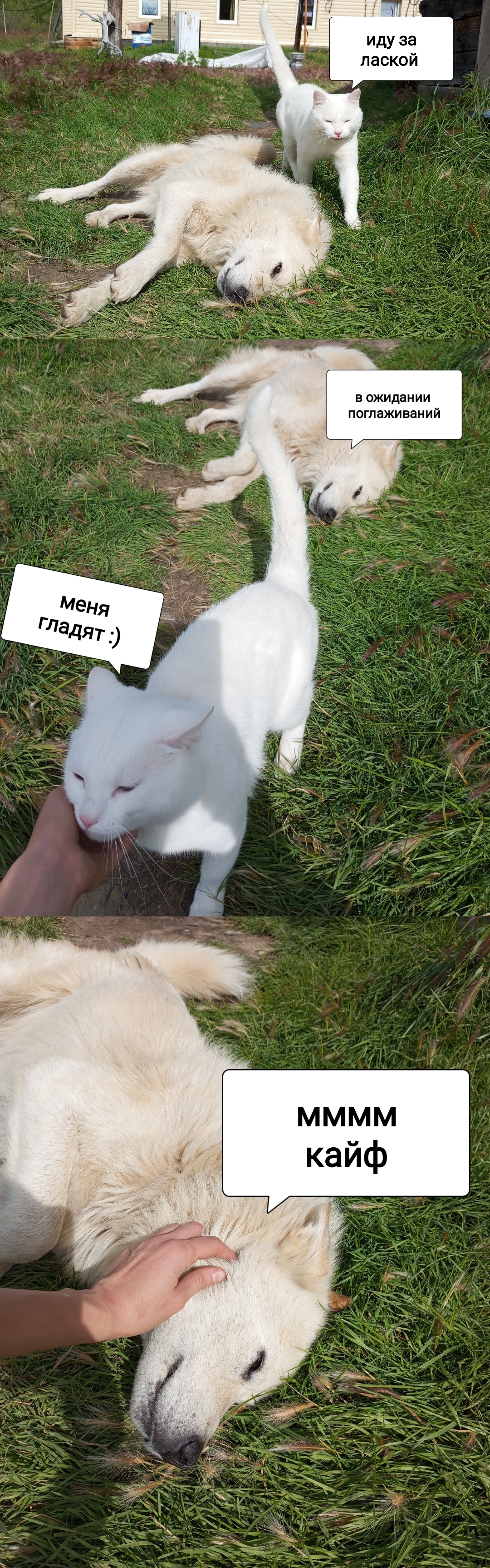 Life on TDS in the taiga. Guest, Petrovich and Loki - My, Taiga, Weather station, Mushrooms, cat, Dog, Wood grouse, Longpost