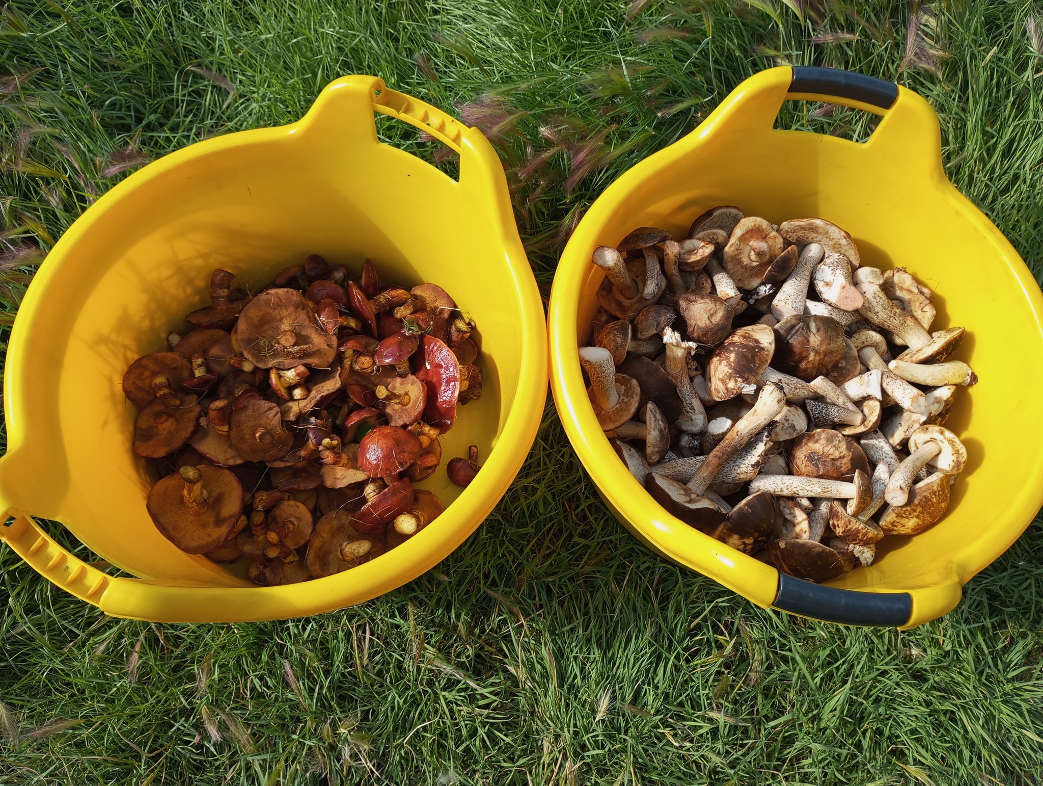 Life on TDS in the taiga. Guest, Petrovich and Loki - My, Taiga, Weather station, Mushrooms, cat, Dog, Wood grouse, Longpost