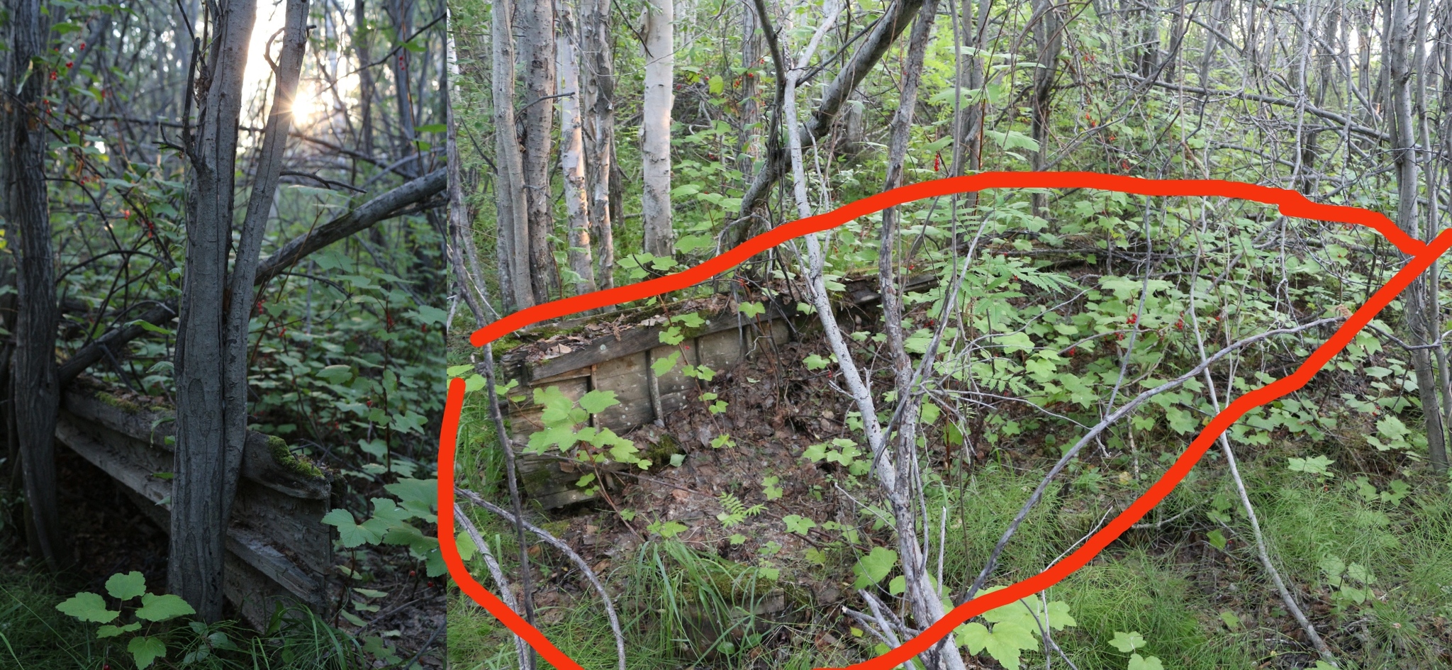 Life on TDS in the taiga. Guest, Petrovich and Loki - My, Taiga, Weather station, Mushrooms, cat, Dog, Wood grouse, Longpost