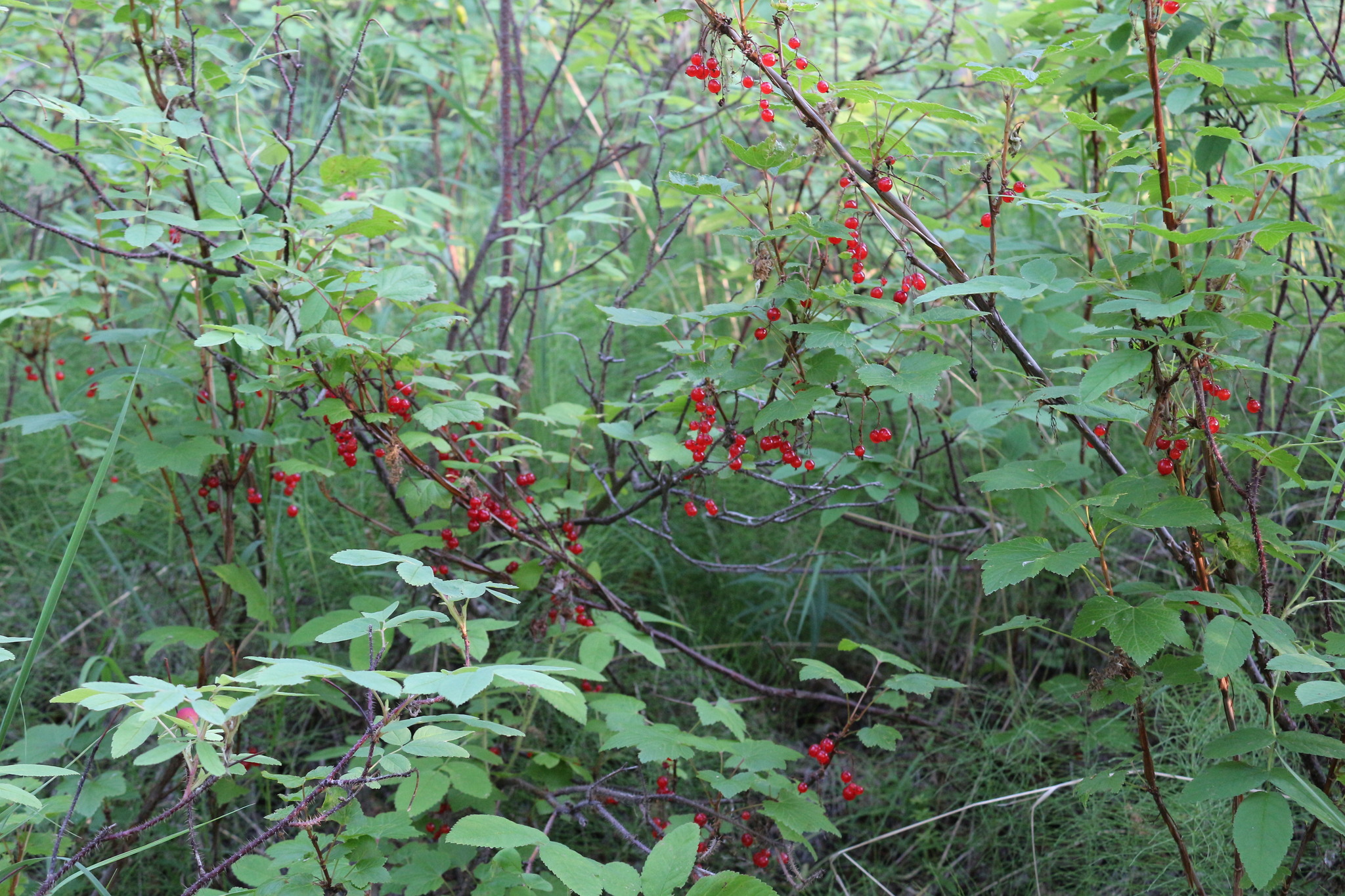 Life on TDS in the taiga. Guest, Petrovich and Loki - My, Taiga, Weather station, Mushrooms, cat, Dog, Wood grouse, Longpost