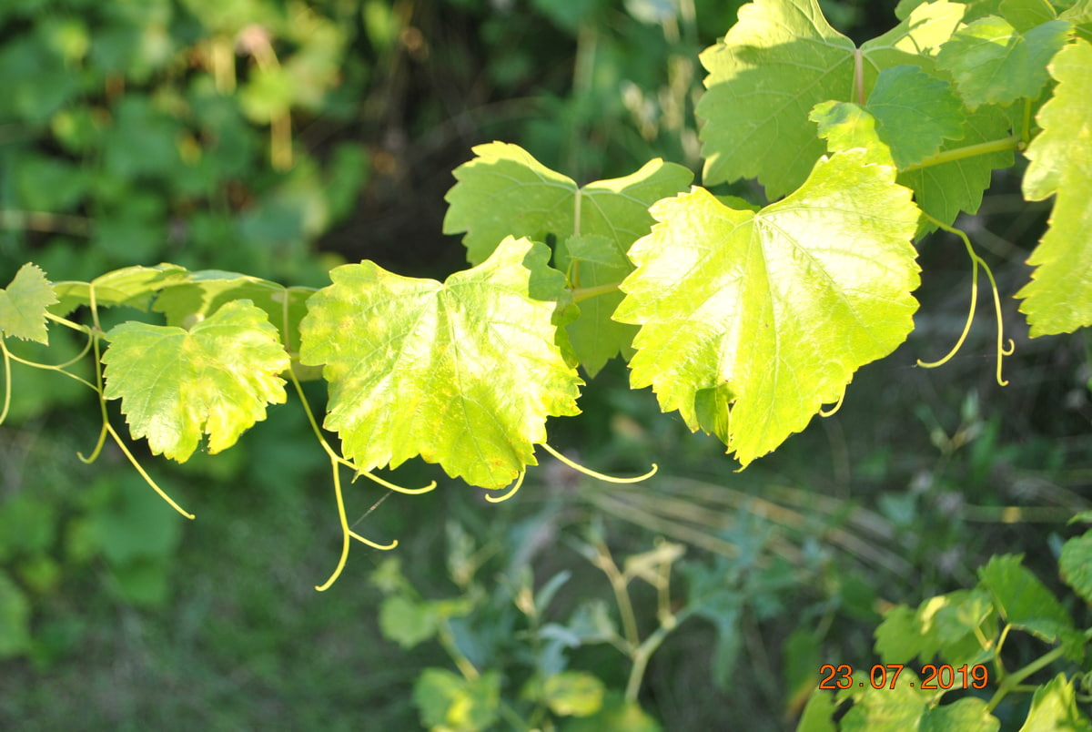 Vineyard without wasps. How to deal with them, what drugs and traps work - advice from an agronomist - Garden, Dacha, Garden, Summer residents, Agronomist, Grape, Vineyard, Gardening, Telegram (link), Longpost