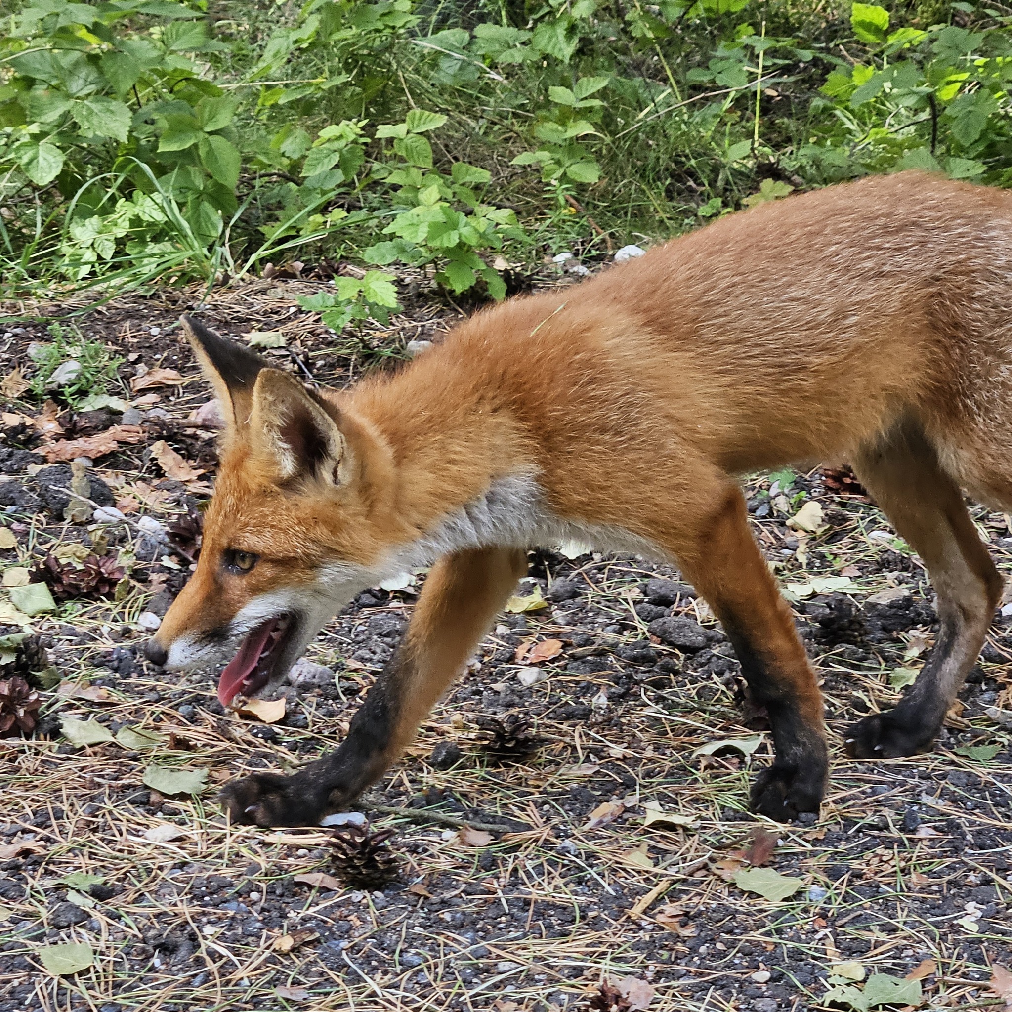 Kaliningrad red cheats - My, Fox, Kaliningrad, Milota, Walk in the woods, Fluffy, Video, Vertical video, Longpost