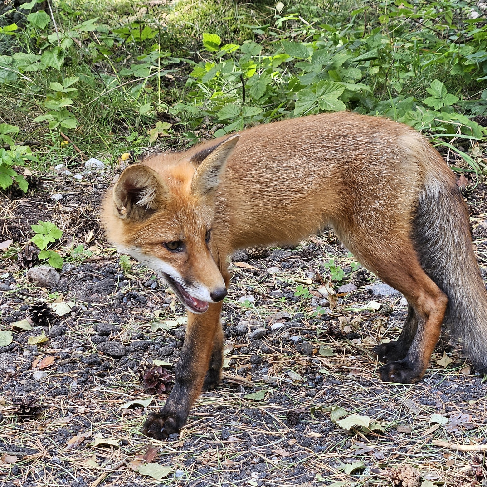 Kaliningrad red cheats - My, Fox, Kaliningrad, Milota, Walk in the woods, Fluffy, Video, Vertical video, Longpost