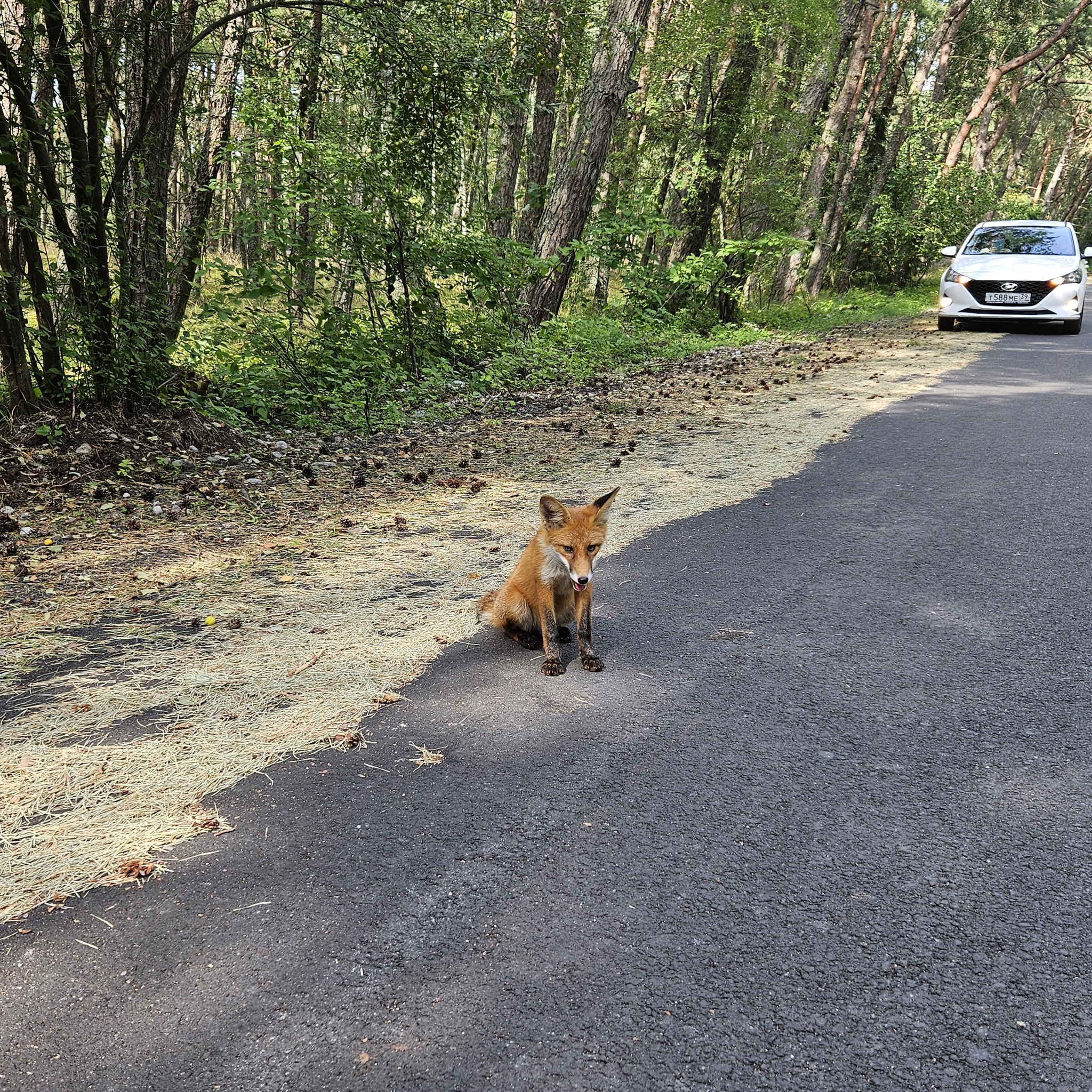 Kaliningrad red cheats - My, Fox, Kaliningrad, Milota, Walk in the woods, Fluffy, Video, Vertical video, Longpost