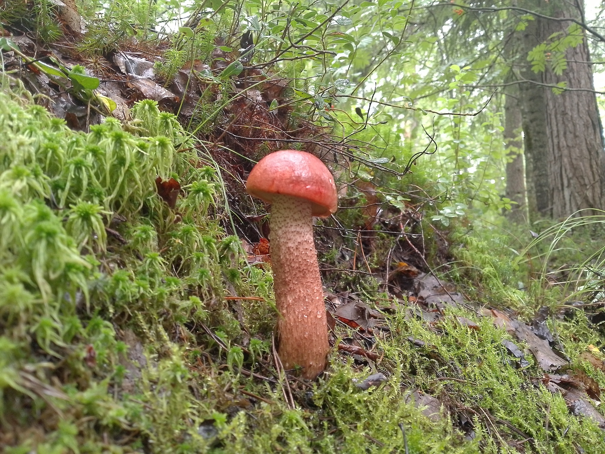 Forest beauty - My, Mushrooms, Forest, beauty, Longpost, Walk in the woods, The photo, Nature