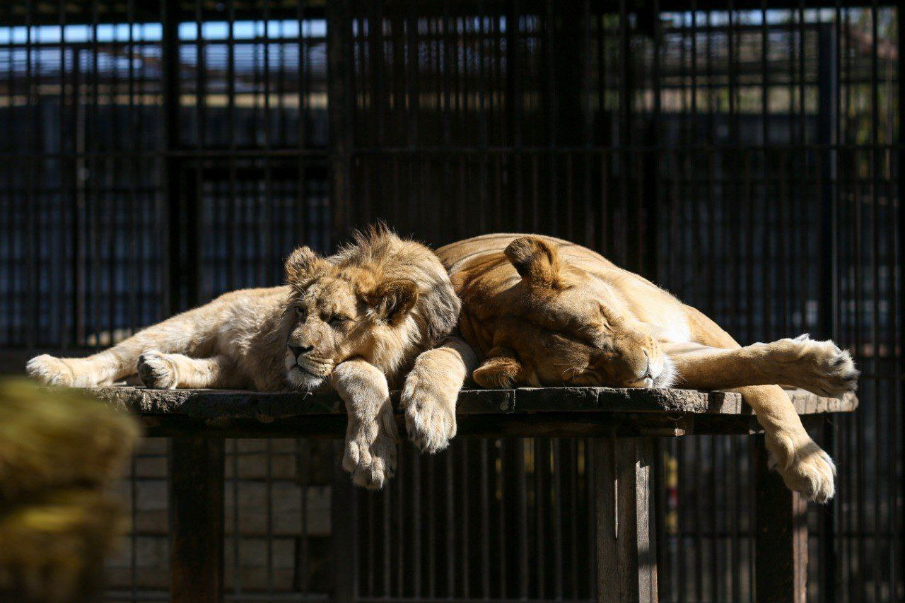 Mom's protector - African lion, Barnaul, Zoo, Lion cubs, Cat family, The photo, Predatory animals, Wild animals, Big cats, a lion, Telegram (link)