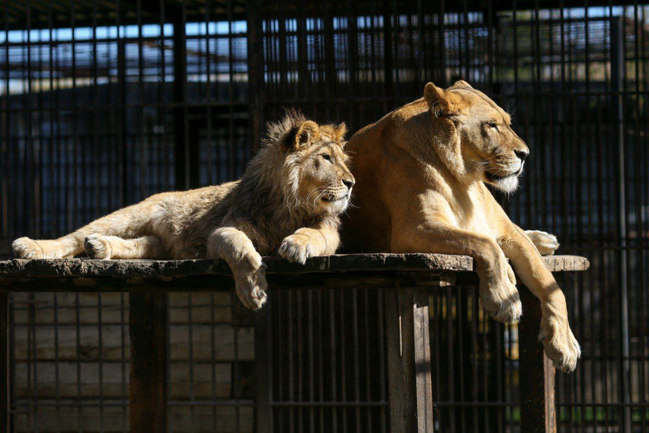 Mom's protector - African lion, Barnaul, Zoo, Lion cubs, Cat family, The photo, Predatory animals, Wild animals, Big cats, a lion, Telegram (link)