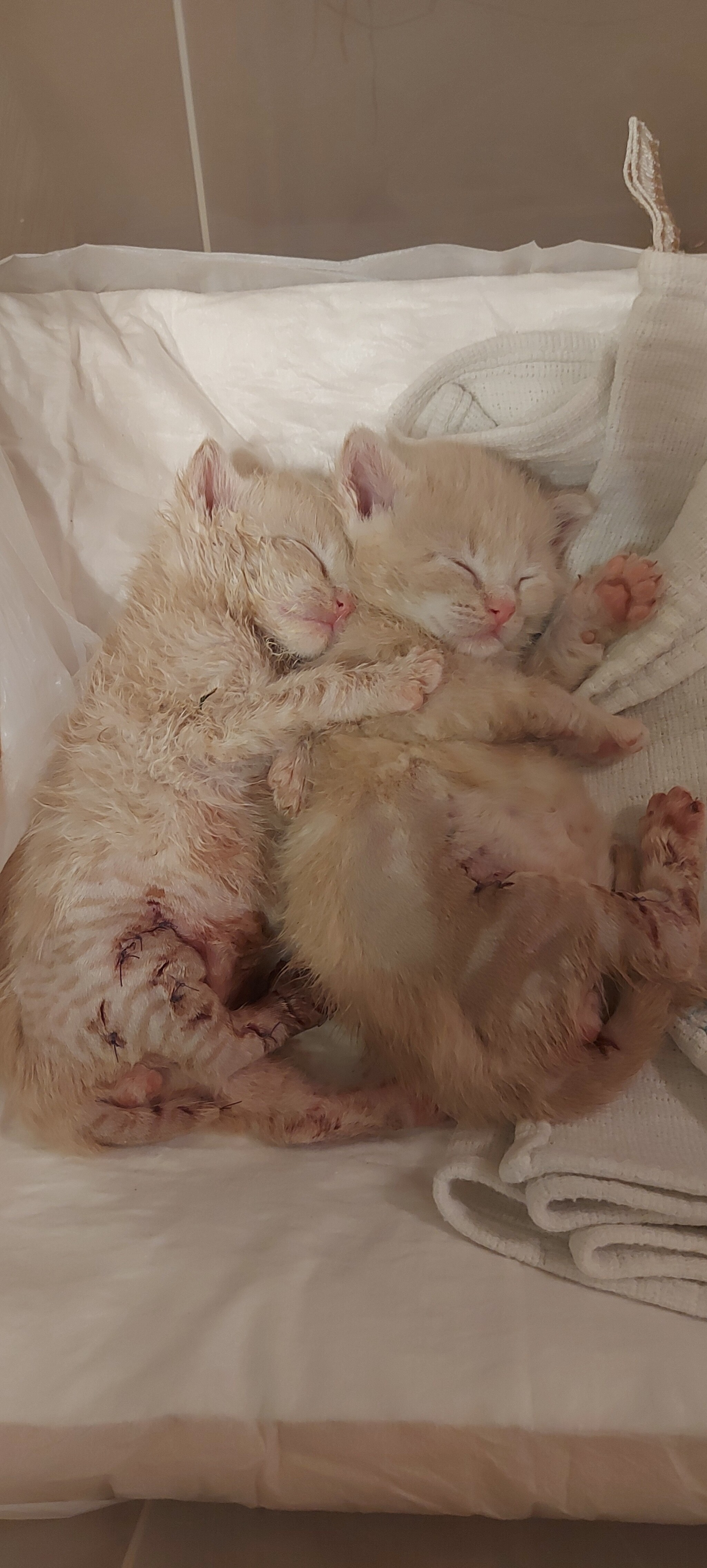 2 brothers - My, Kittens, In good hands, Help, Longpost, cat, No rating, Saint Petersburg, Leningrad region