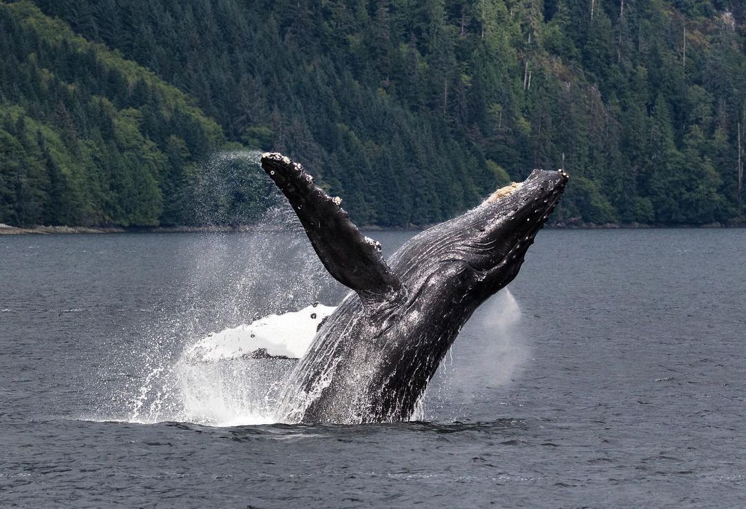 Humpback whale - Humpback whale, Whale, Marine life, Wild animals, wildlife, North America, The photo