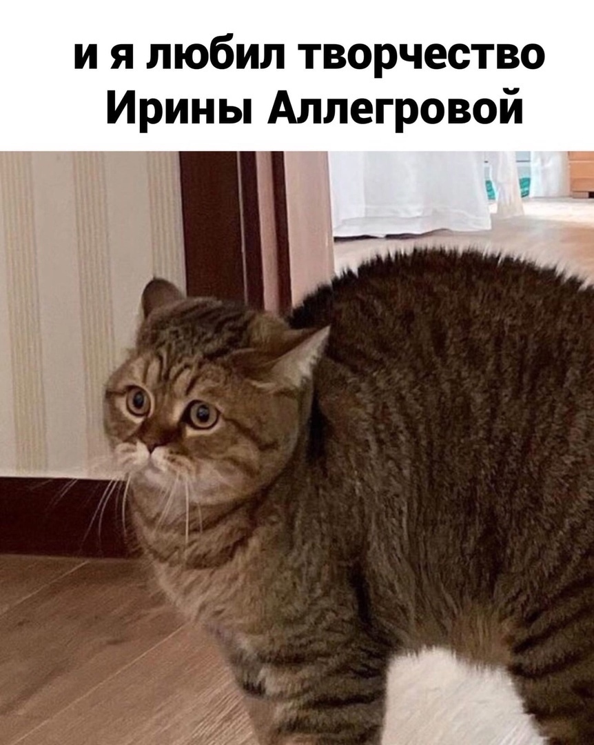 If they ask me where I got such a sweet boy, I will answer that I stole a “9” like someone else’s car. - Humor, Picture with text, cat, Irina Allegrova, Song, Longpost