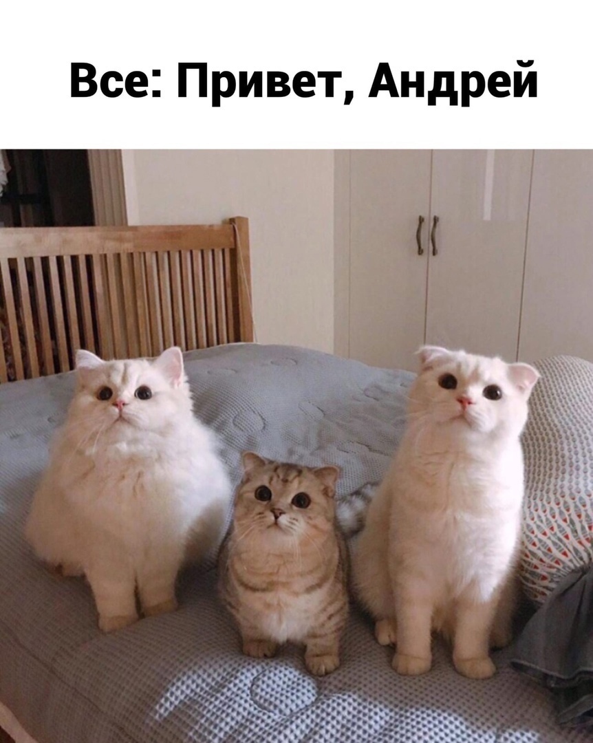 If they ask me where I got such a sweet boy, I will answer that I stole a “9” like someone else’s car. - Humor, Picture with text, cat, Irina Allegrova, Song, Longpost