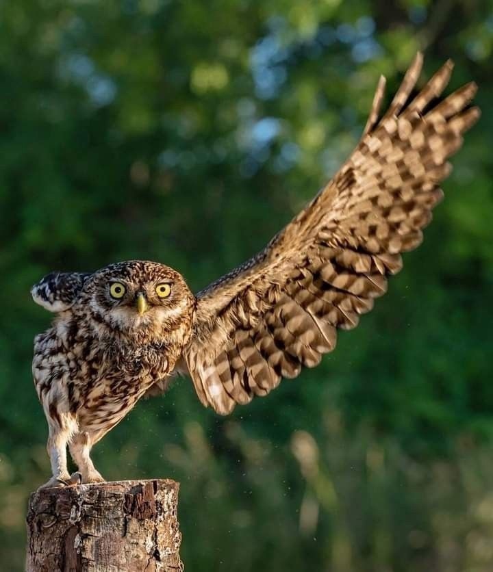 Taxi! - Owl, Owl, Birds, Wings, wildlife, The photo