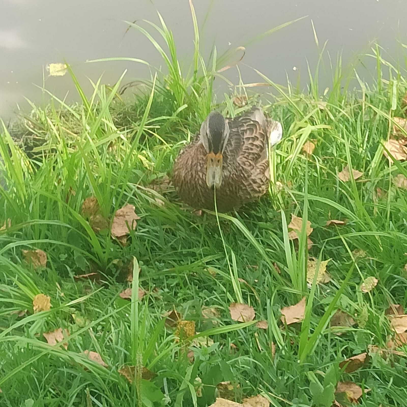 Duck. Koltsovo Park - My, Nature, Duck, The photo, Birds