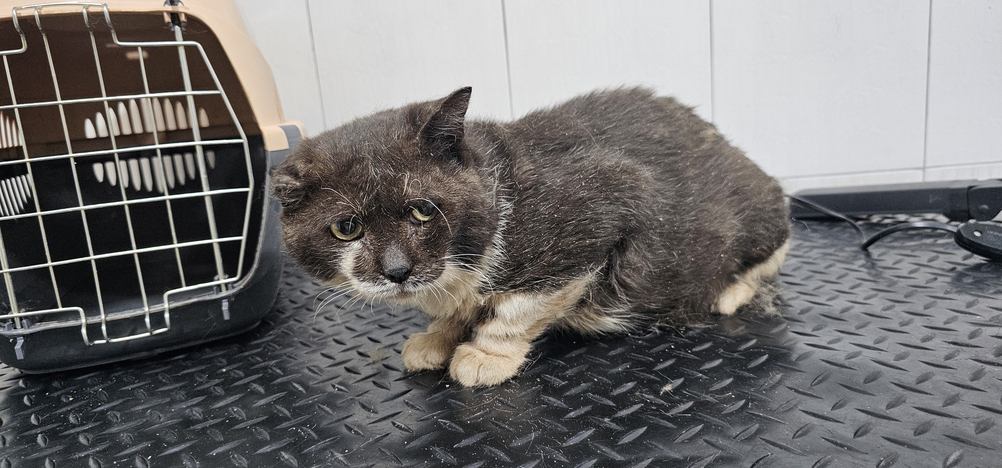 Chester who lived in a trash can - My, cat, Novorossiysk, Longpost