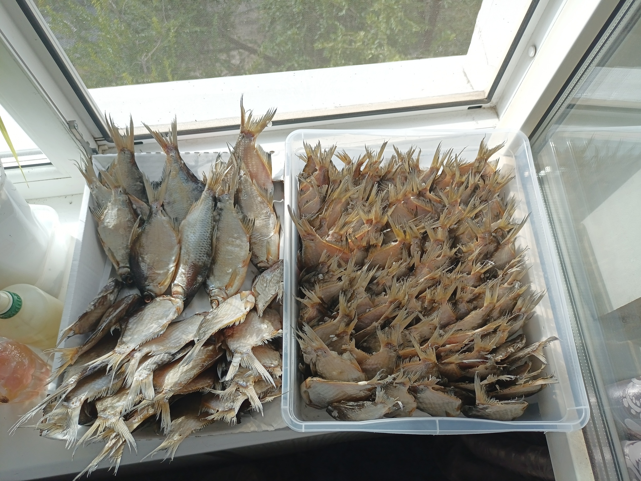 Skuf gold - Gold, Skufs, Fishing, Dried fish, A fish