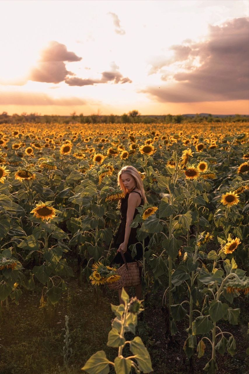 Sunflowers and which lady among them steals the campaign - beauty, The photo, Girls, PHOTOSESSION, Professional photo shoot, Fashion model, Professional shooting, Beginning photographer, Video, Youtube, Longpost