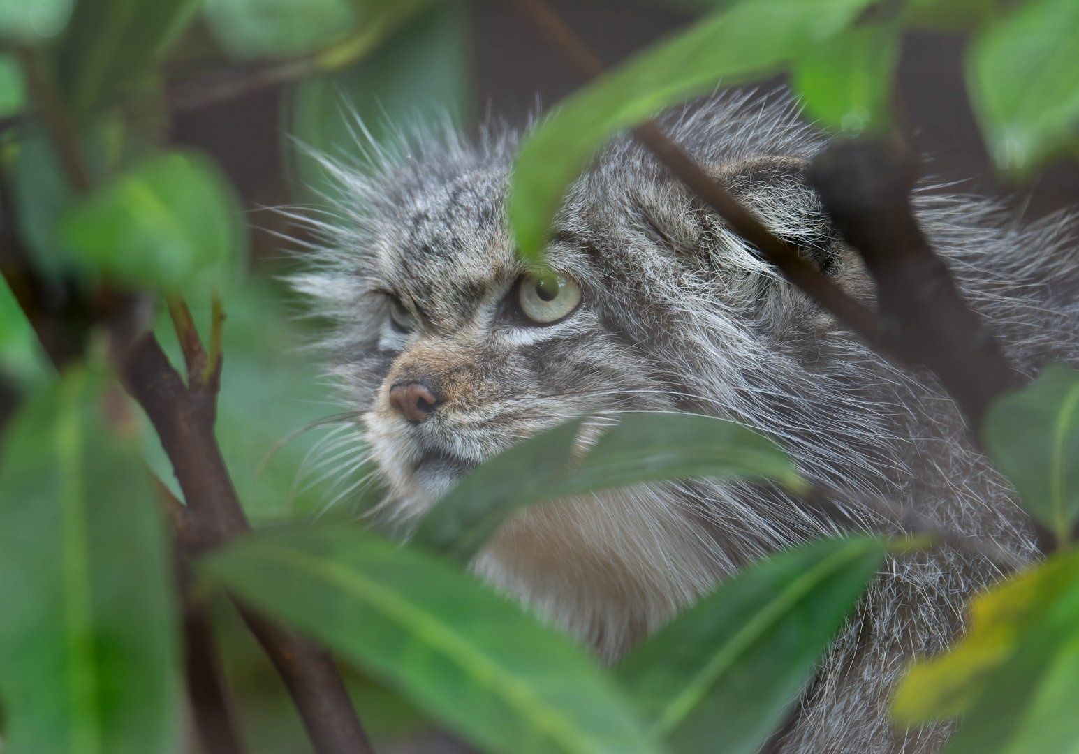 Sultry Italian in cold England - Pallas' cat, Small cats, Cat family, Predatory animals, Wild animals, The photo, Zoo