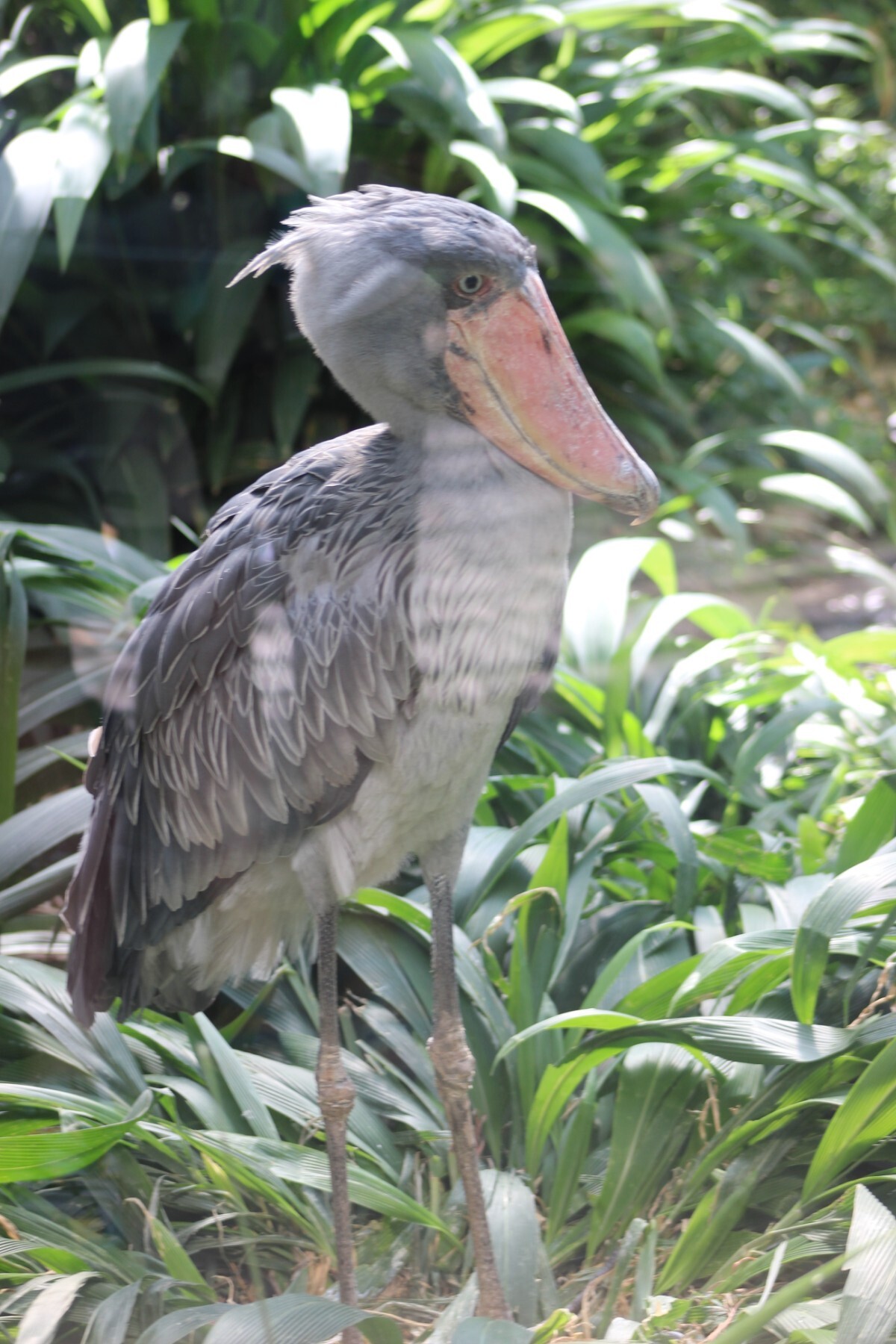 Shoebill - My, Prague Zoo, Prague, Czech, Birds, Shoebill, Longpost