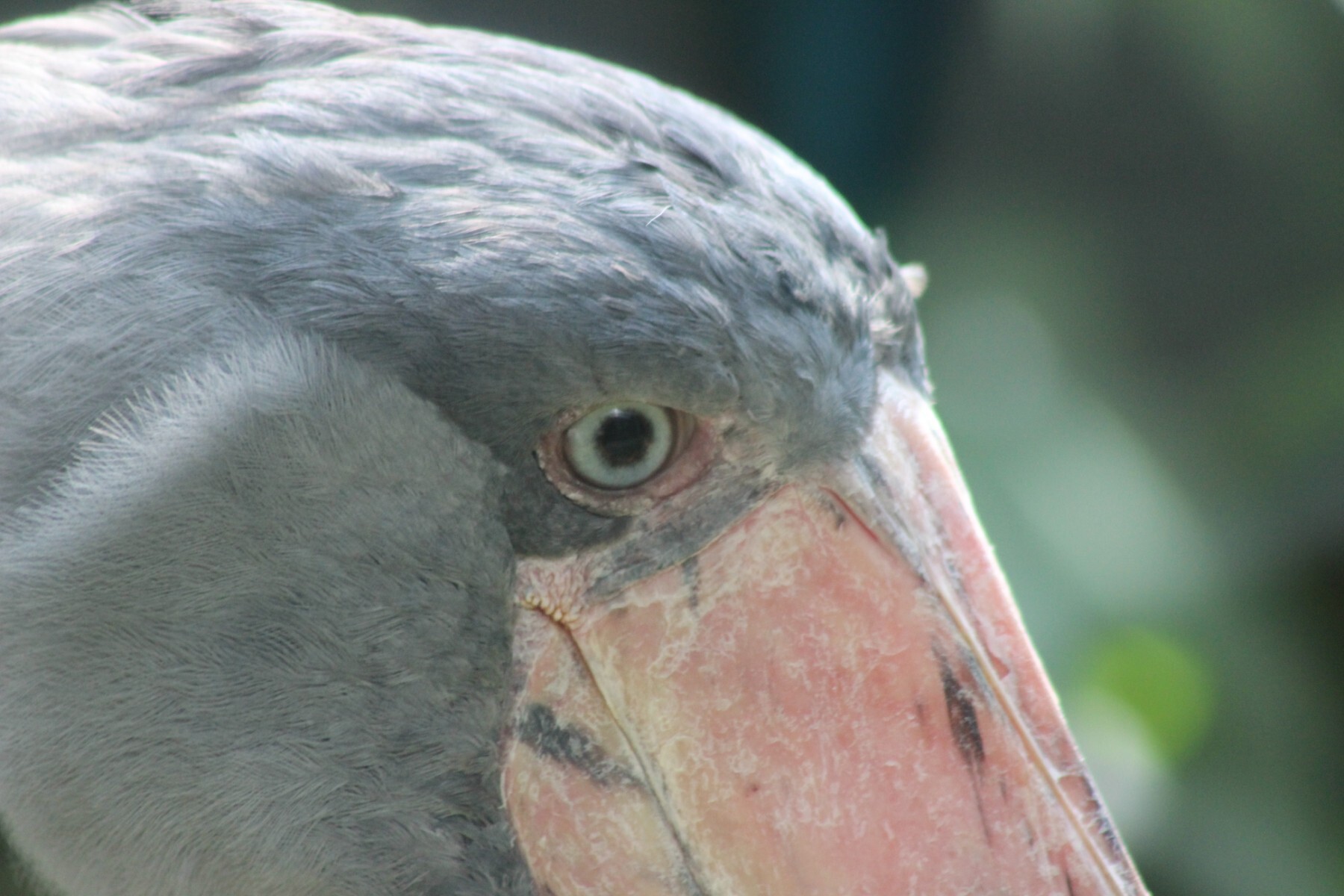 Shoebill - My, Prague Zoo, Prague, Czech, Birds, Shoebill, Longpost