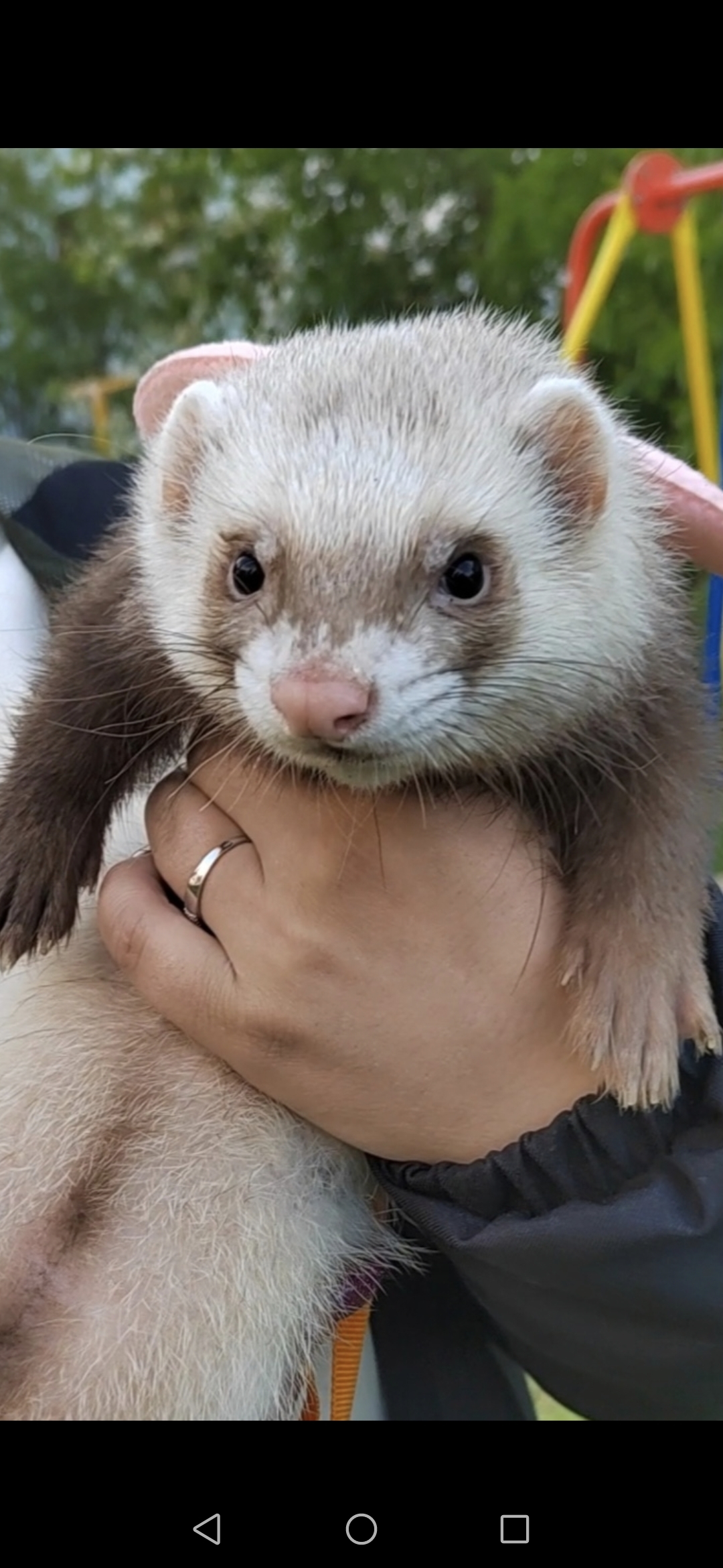 Ferrets are funny! - My, Ferret, Animals, Longpost