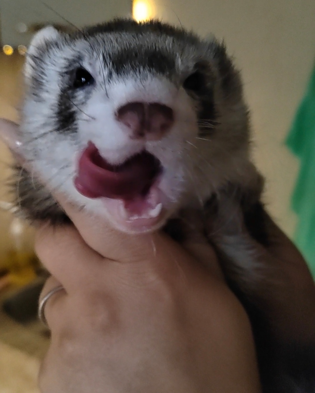 Ferrets are funny! - My, Ferret, Animals, Longpost