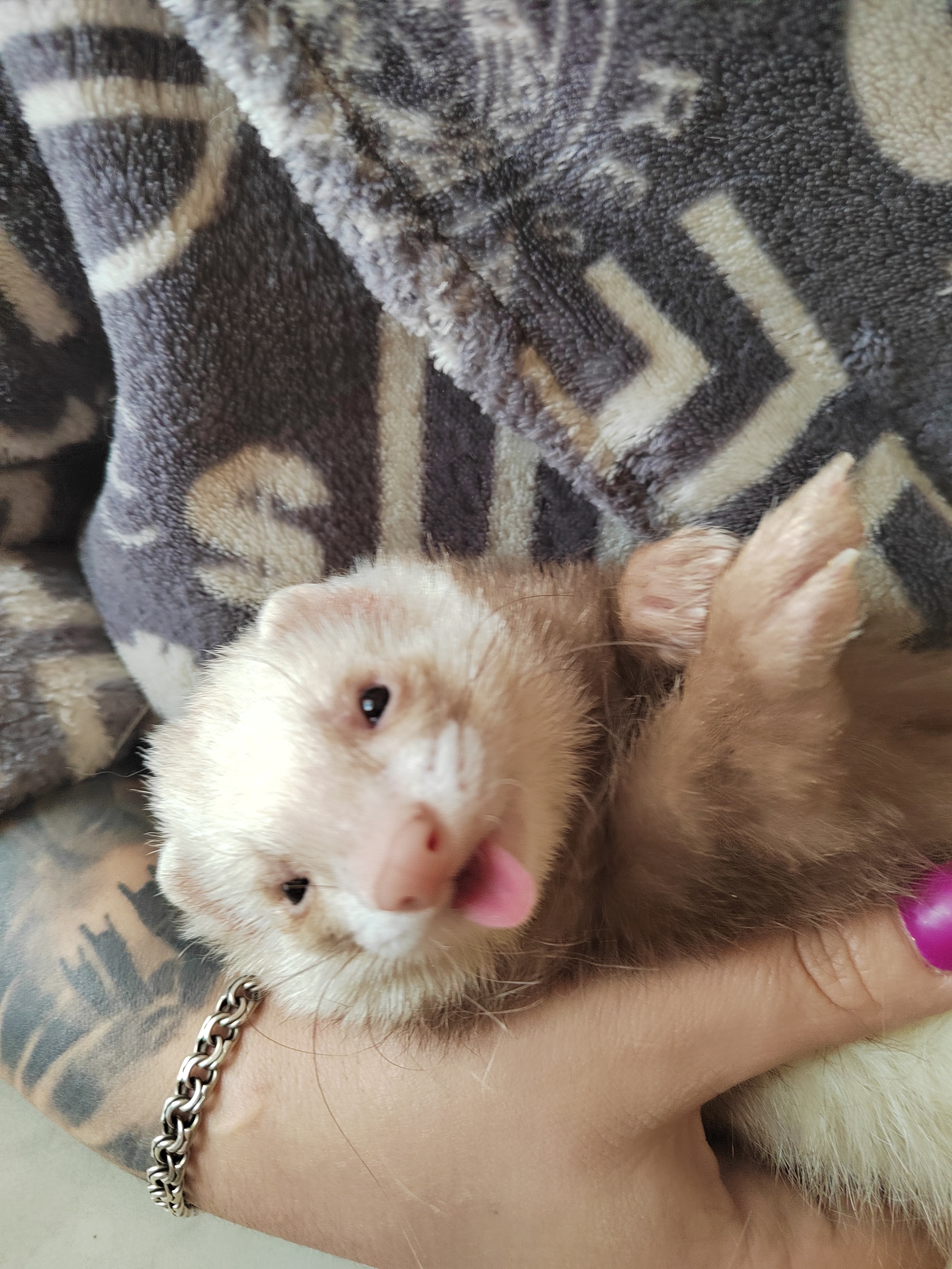 Ferrets are funny! - My, Ferret, Animals, Longpost