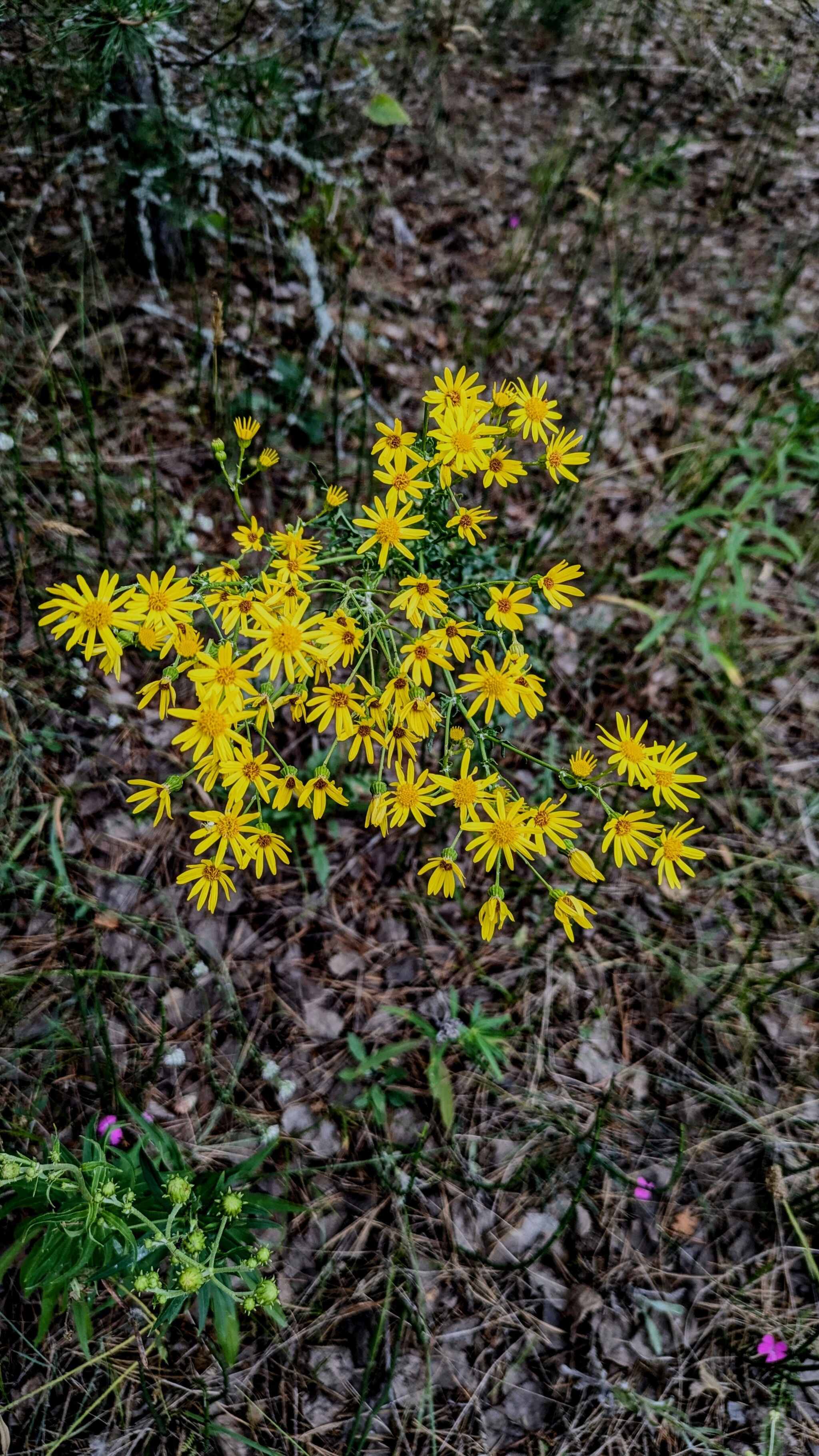 Vyksa forest - My, Mobile photography, Relaxation, Hike, Pixel, Camping, The photo, Pixel Art, Google pixel smartphone, Google, Vyksa, Forest, Sunset, Longpost