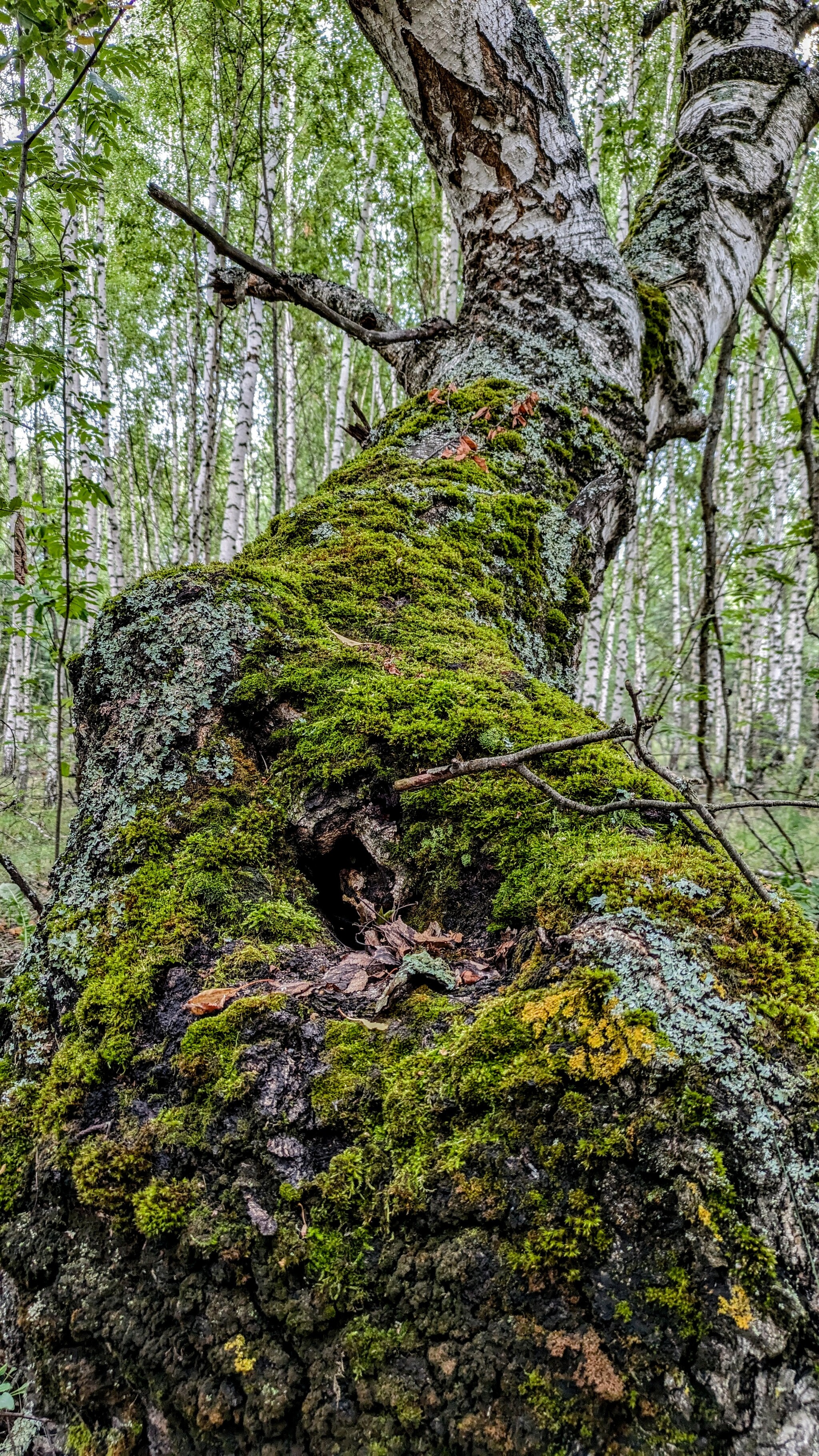 Vyksa forest - My, Mobile photography, Relaxation, Hike, Pixel, Camping, The photo, Pixel Art, Google pixel smartphone, Google, Vyksa, Forest, Sunset, Longpost