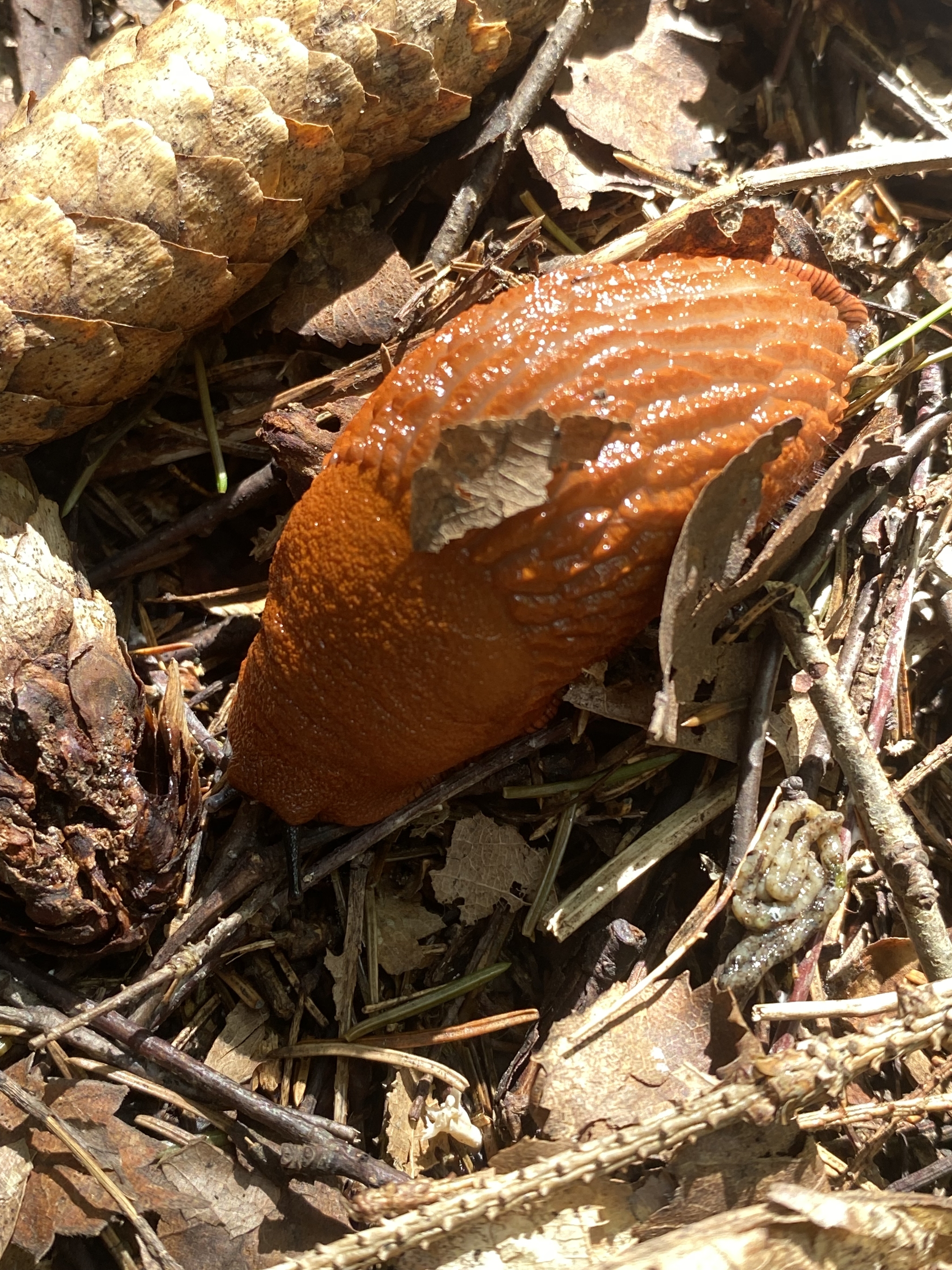 Homeless snail - My, Slug, Nature, Handsome men, Longpost