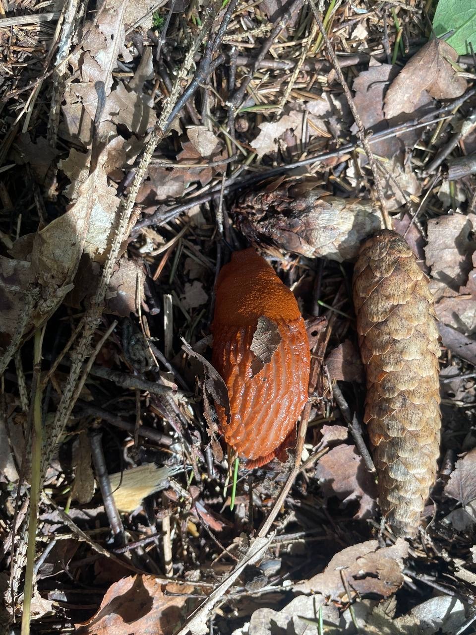 Homeless snail - My, Slug, Nature, Handsome men, Longpost