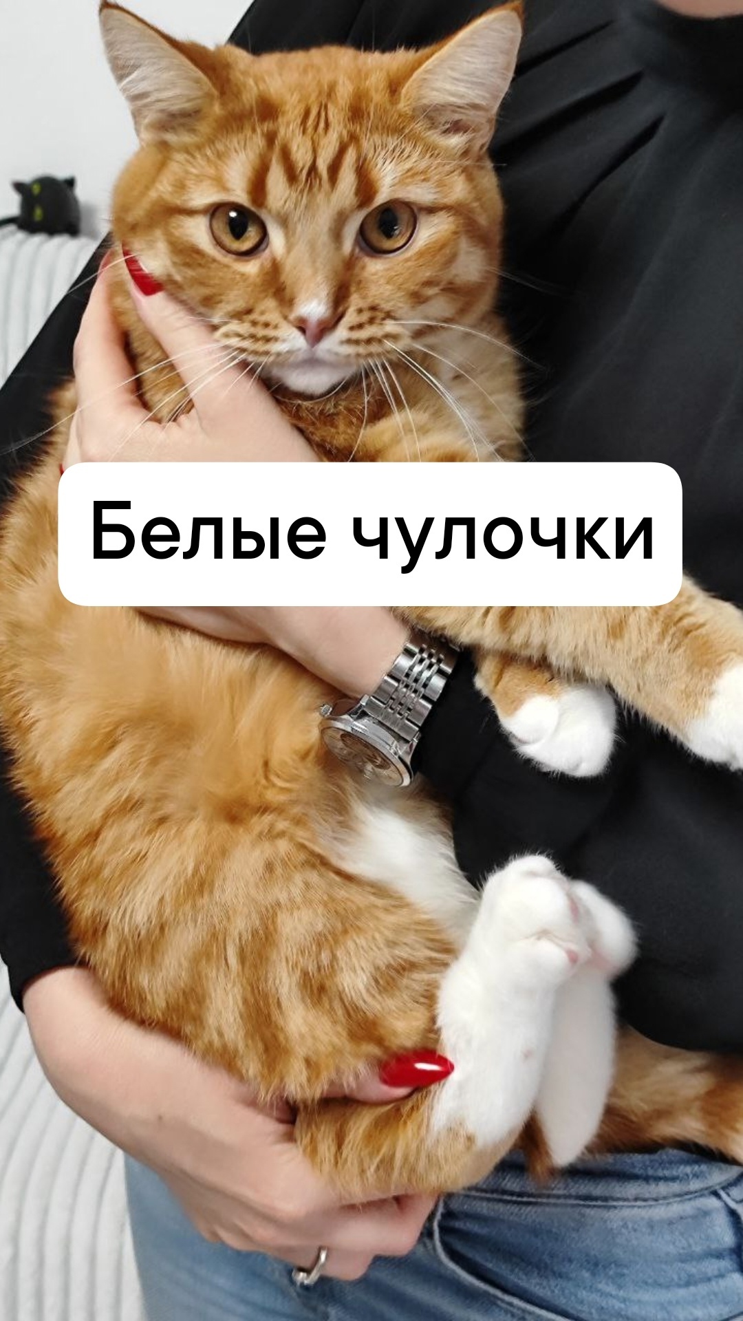 Yaroslavl THE CAT IS MISSING - Lost cat, cat, Yaroslavl, Longpost, No rating