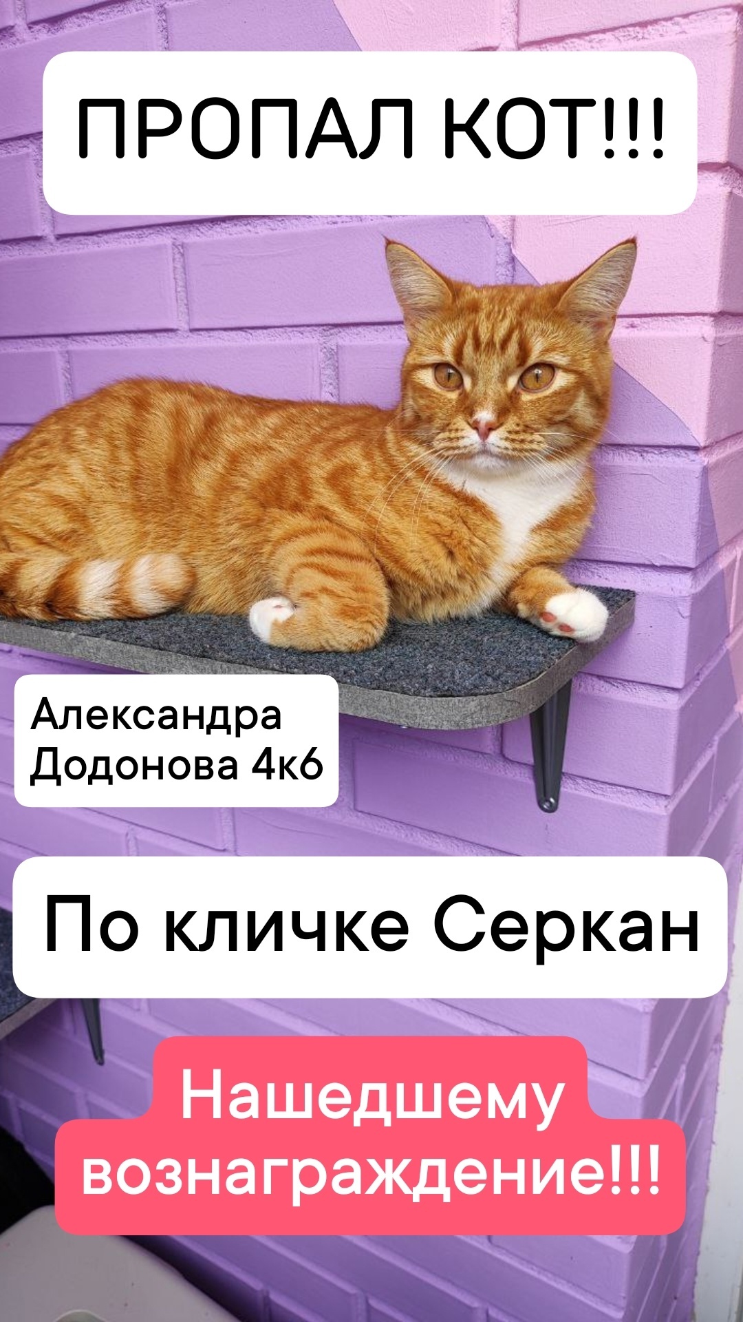 Yaroslavl THE CAT IS MISSING - Lost cat, cat, Yaroslavl, Longpost, No rating