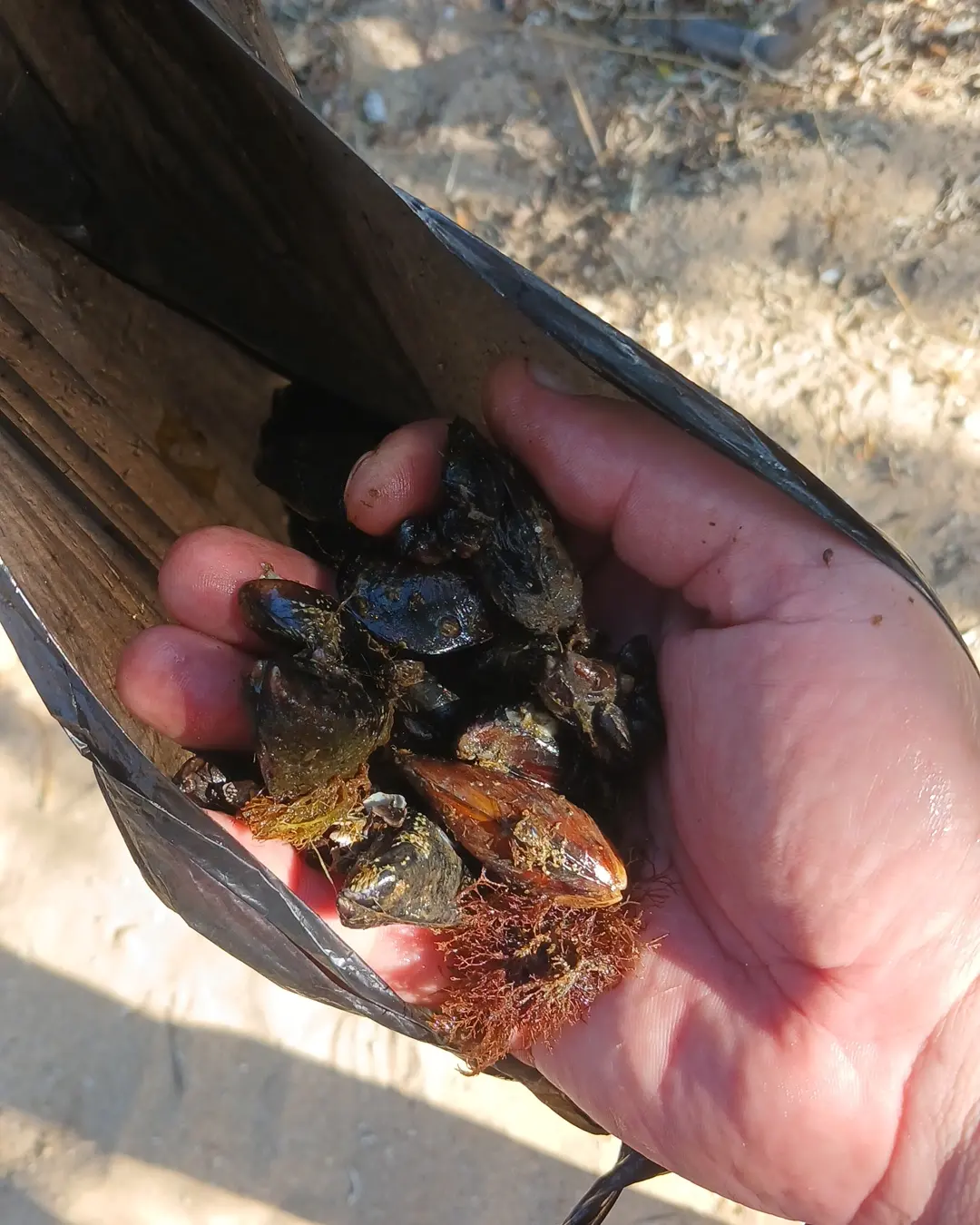 Mussels are delicious! - My, Mussels, Sea, Black Sea, Beach, Crimea, Cooking, Russia, Video, Longpost