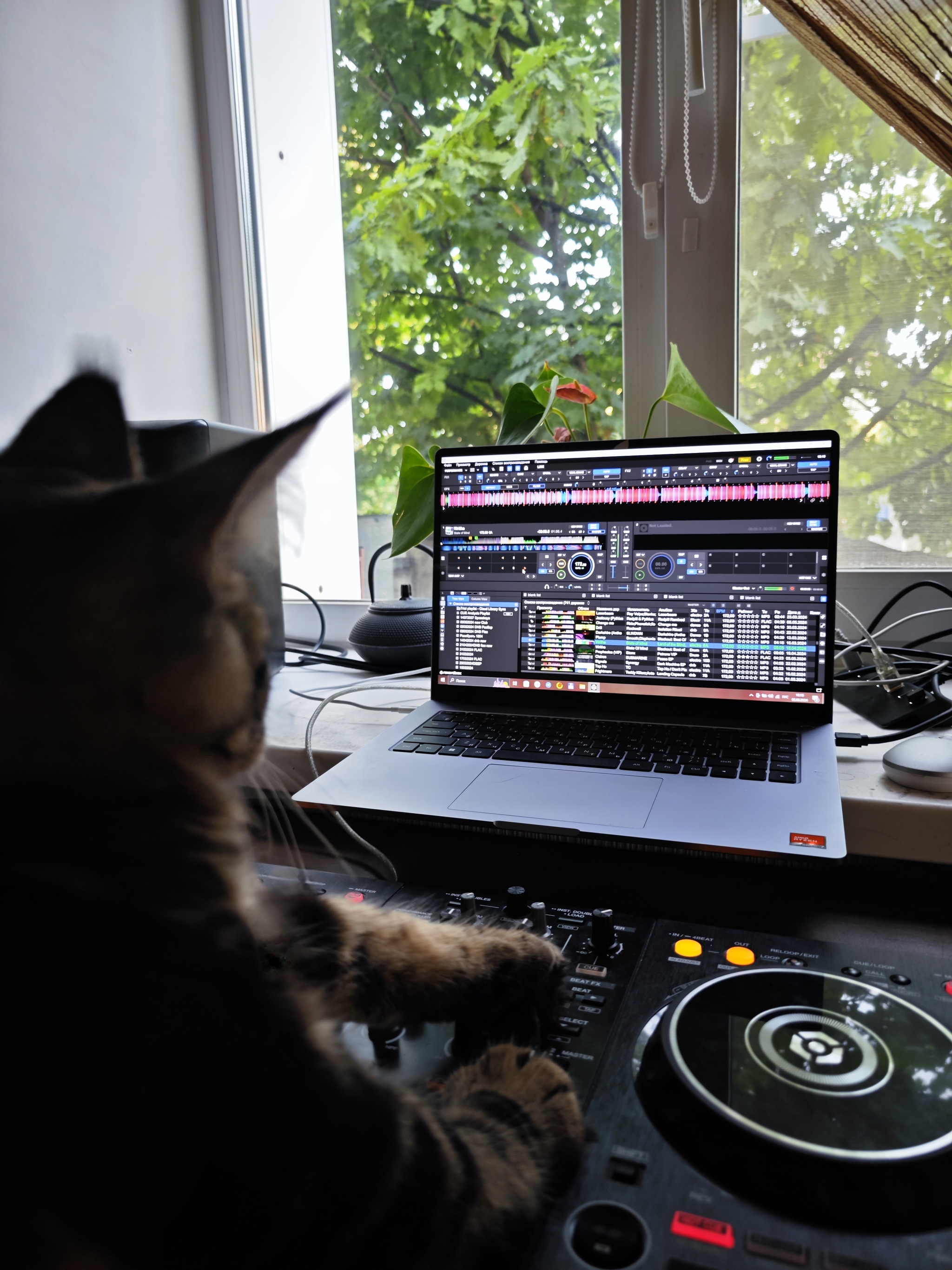 We write Tygy-dyk set - My, Maine Coon, cat, Dj