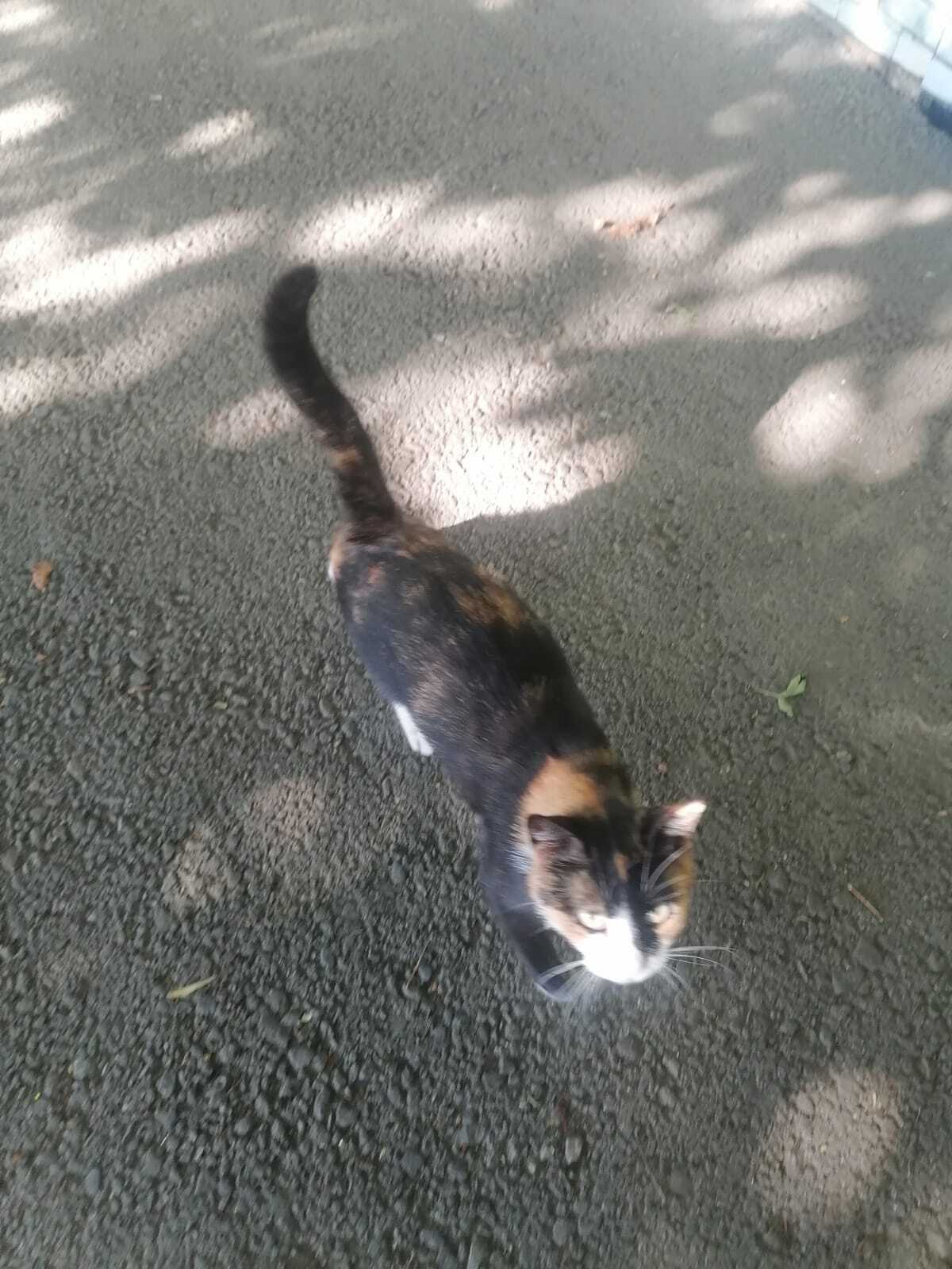 Need food for cats in the park - No rating, Homeless animals, cat, Kindness, Helping animals, The park, River, Animal feed, Feeding, Longpost