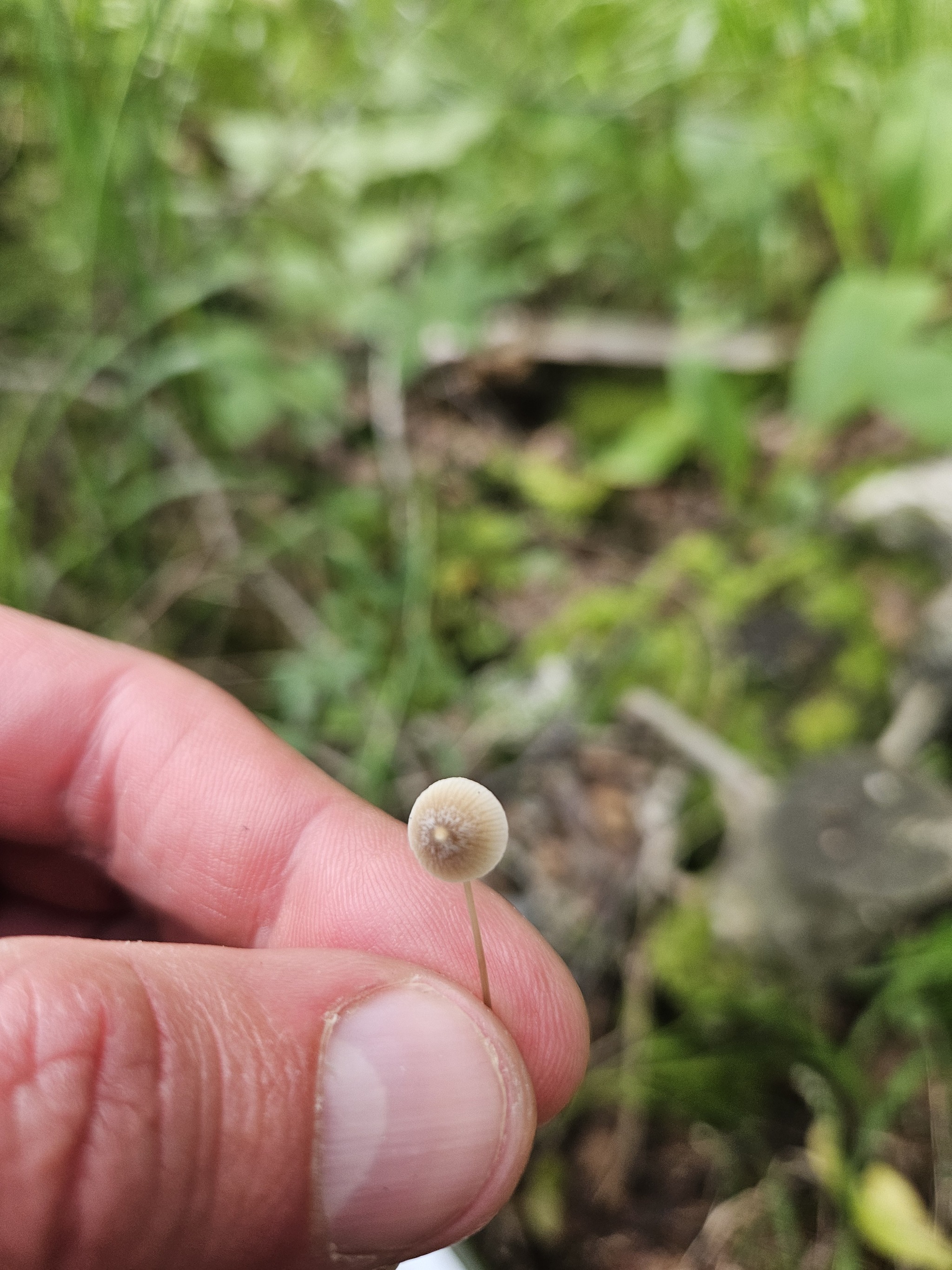 08/03/2024 to scout for mushrooms - My, Mushrooms, Forest, Nature, Longpost