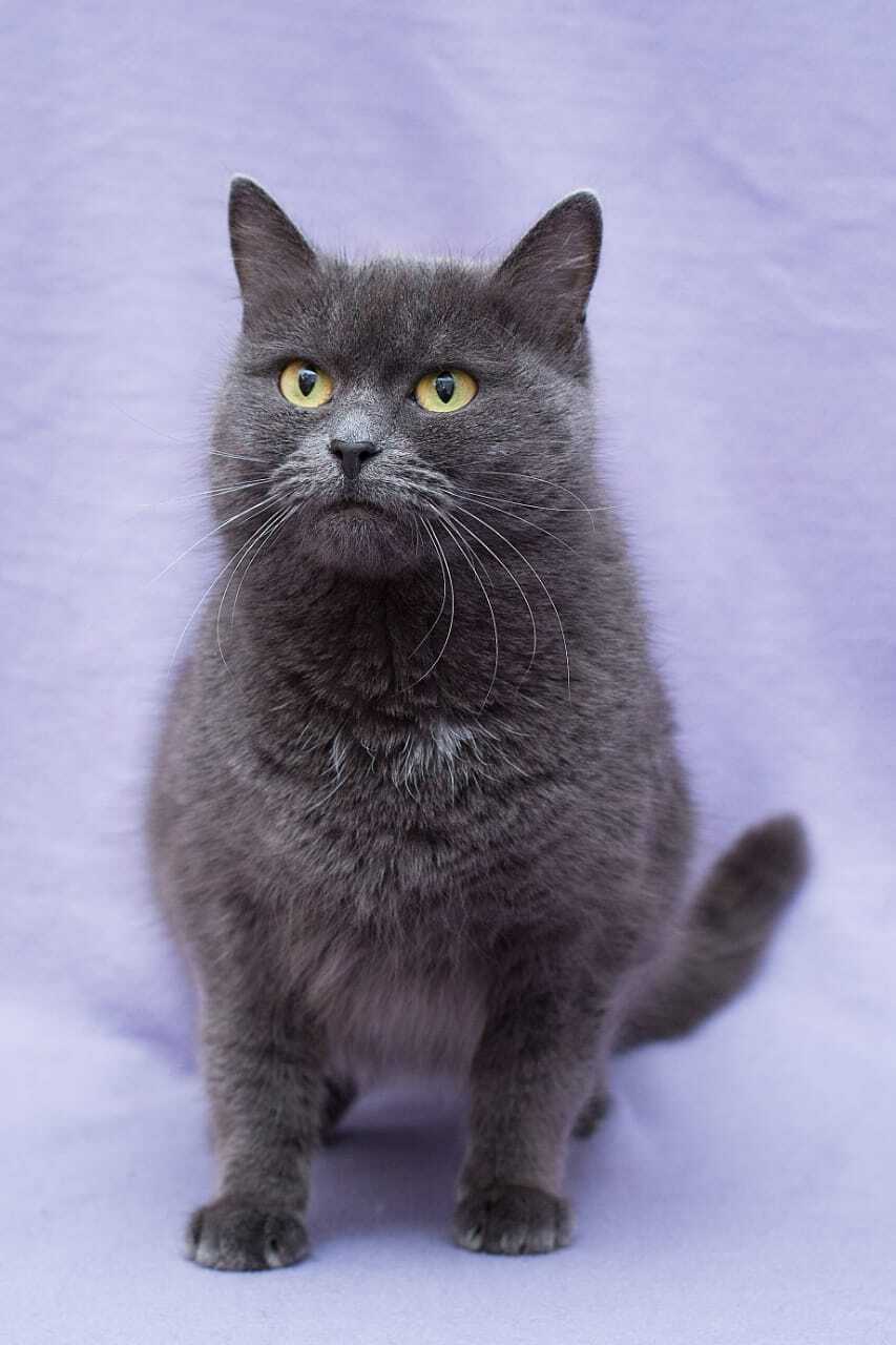 Blue Marseillaise - My, In good hands, Homeless animals, Volunteering, No rating, Russian blue, Shelter, Help, Charity, cat, Cat lovers, Veterinary, Moscow region, Moscow, Kindness, Animal Rescue, Longpost