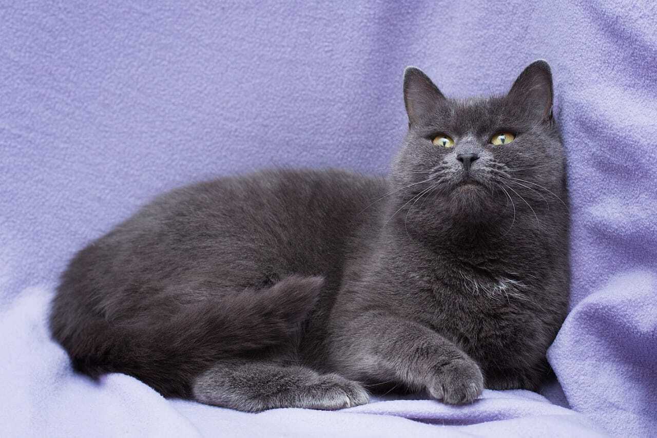 Blue Marseillaise - My, In good hands, Homeless animals, Volunteering, No rating, Russian blue, Shelter, Help, Charity, cat, Cat lovers, Veterinary, Moscow region, Moscow, Kindness, Animal Rescue, Longpost