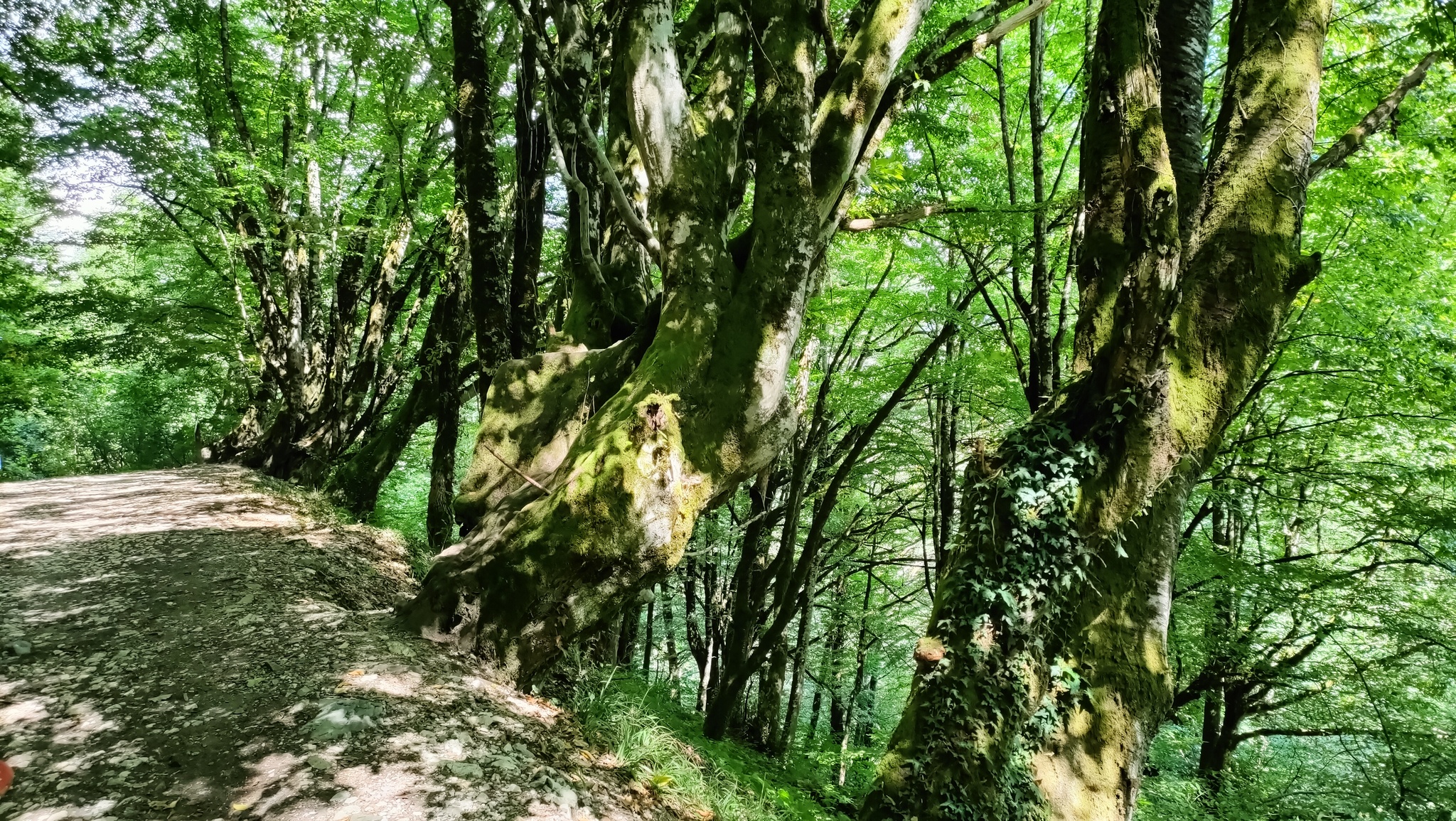 Observation deck (Krugozor Efremova) in the village of Krasnaya Polyana - My, Krasnaya Polyana, Mobile photography, Beautiful view, The mountains, Caucasian Reserve, Video, Longpost, Sochi, Nature