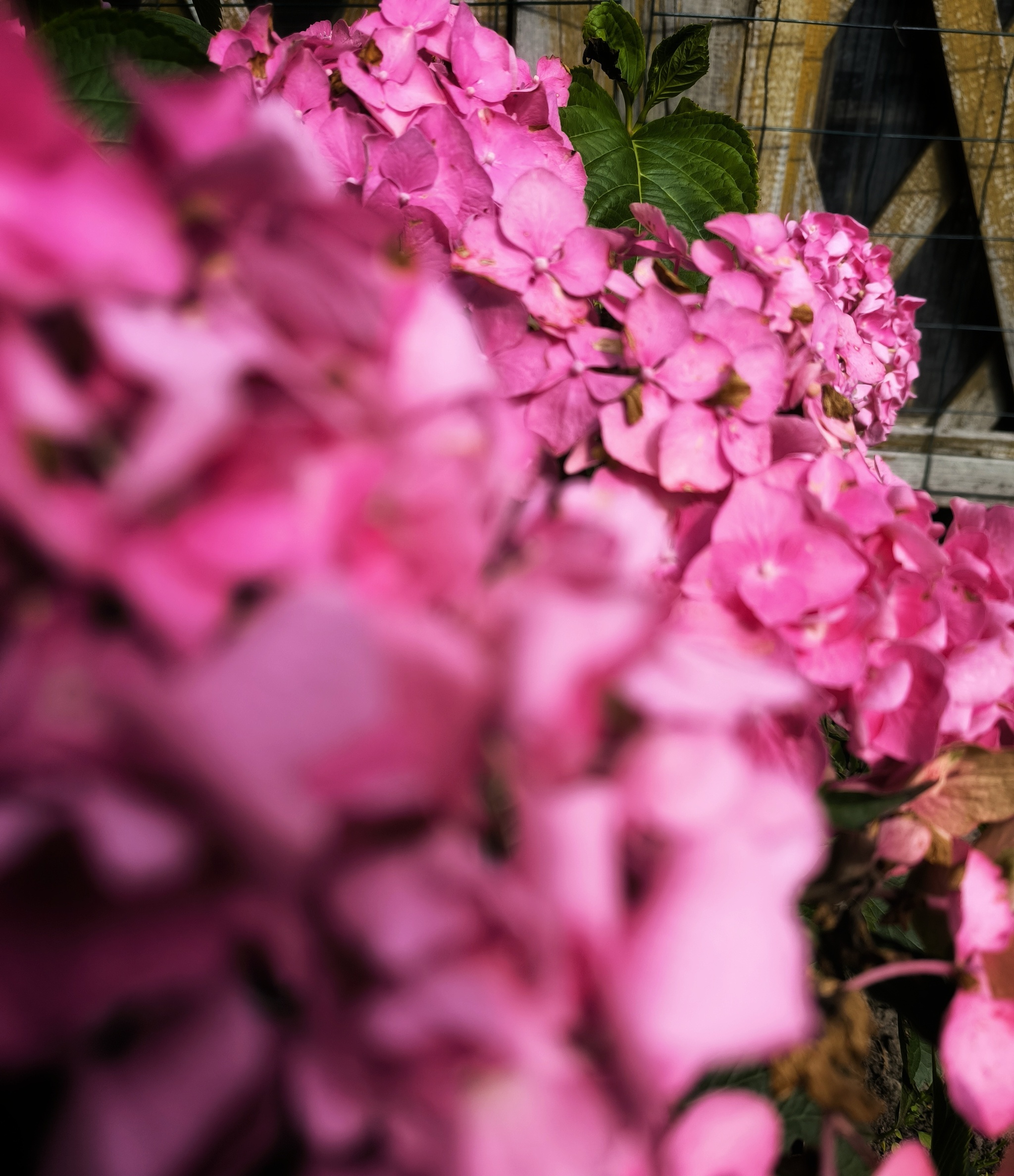 Everyone has their own August in their eyes - My, Hydrangeas, Bloom, Macro photography, Plants, Flowers, August, Mobile photography, Photo on sneaker, Aesthetics, Garden, Summer, Longpost