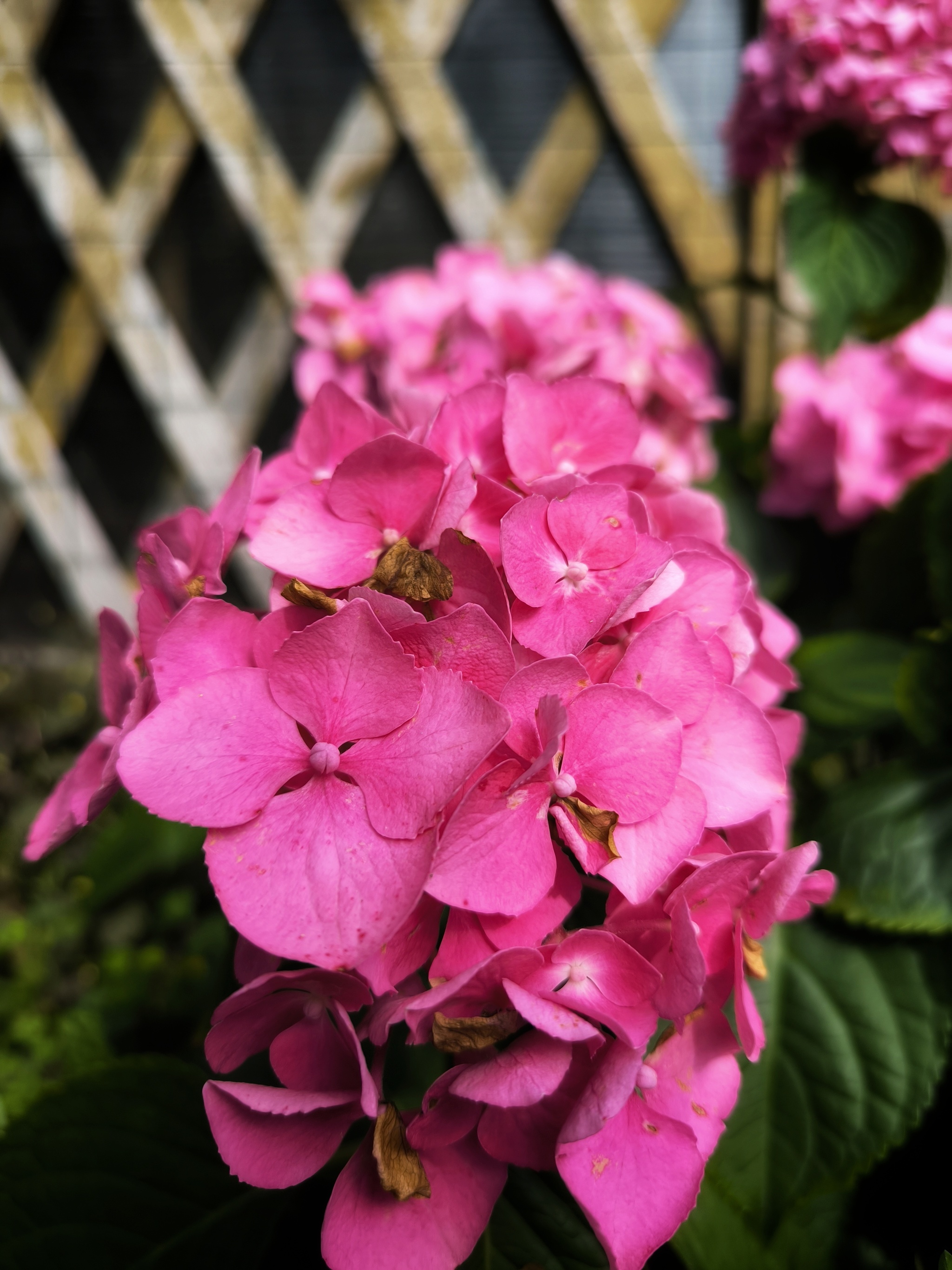 Everyone has their own August in their eyes - My, Hydrangeas, Bloom, Macro photography, Plants, Flowers, August, Mobile photography, Photo on sneaker, Aesthetics, Garden, Summer, Longpost