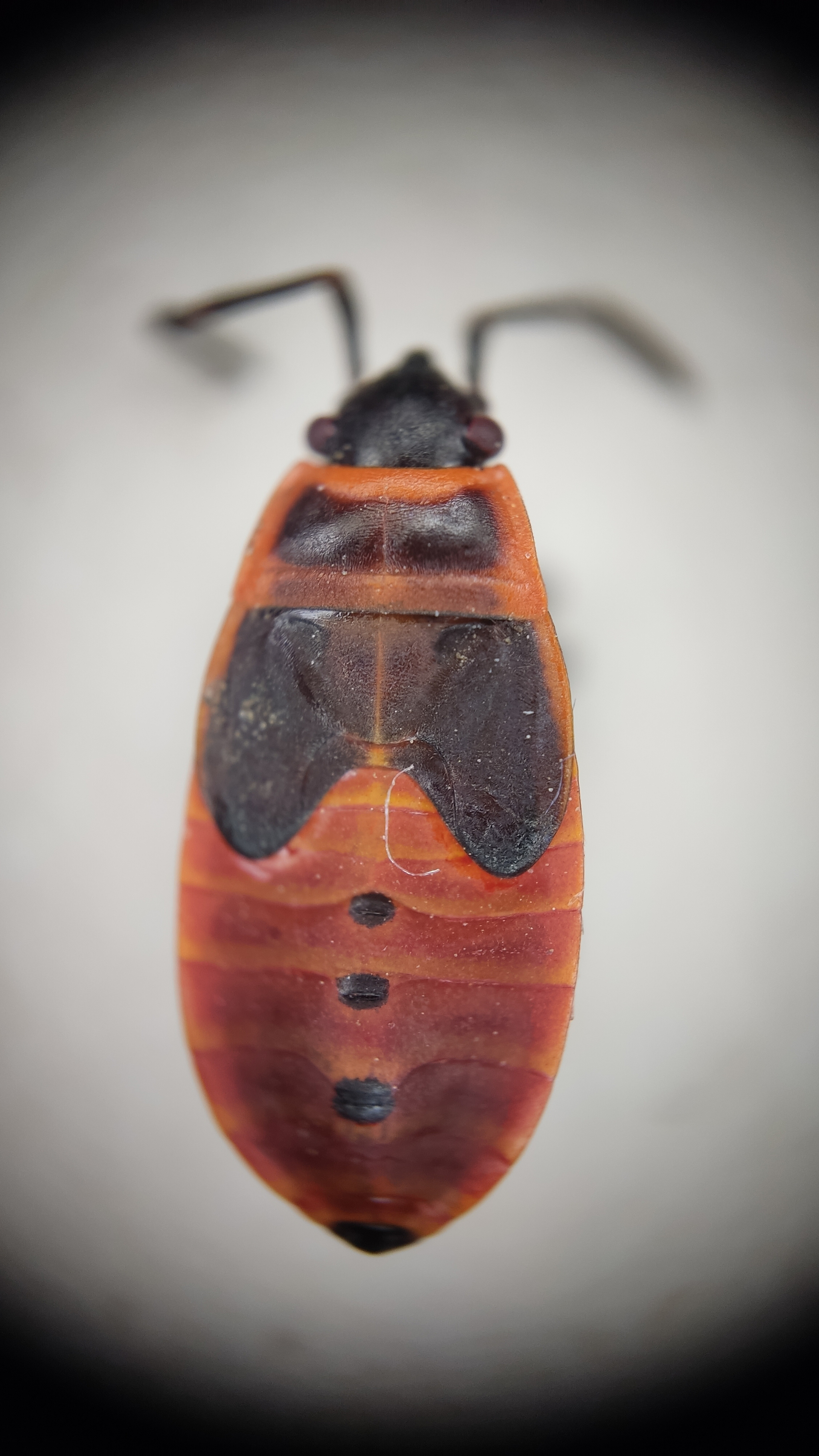 Photo project Let's take a closer look post No. 61. Soldier bug - My, Nature, Macro photography, Insects, Bedbugs, Fireman Beetle, Microfilming, The nature of Russia, The photo, Steppe, Longpost