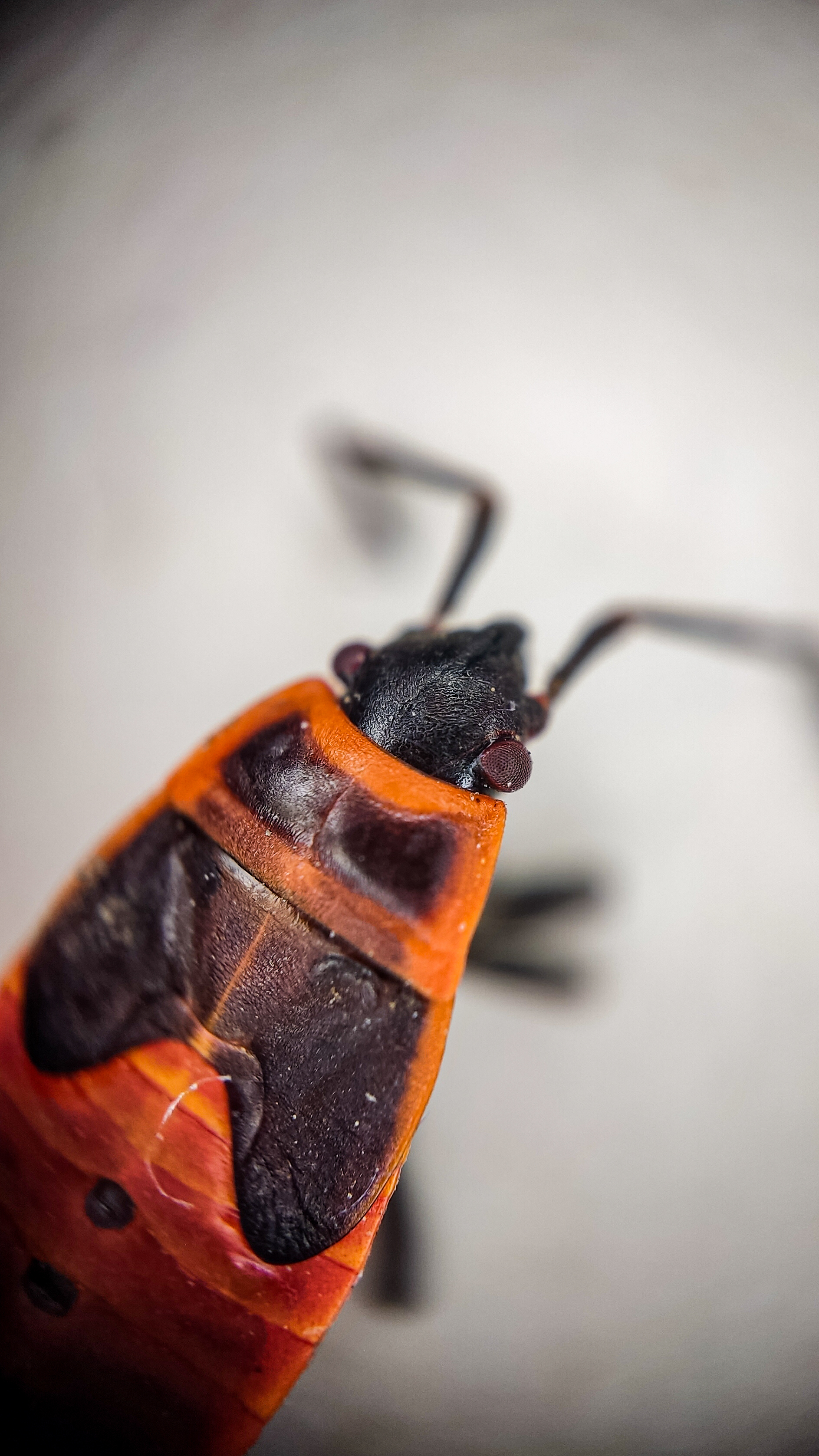 Photo project Let's take a closer look post No. 61. Soldier bug - My, Nature, Macro photography, Insects, Bedbugs, Fireman Beetle, Microfilming, The nature of Russia, The photo, Steppe, Longpost