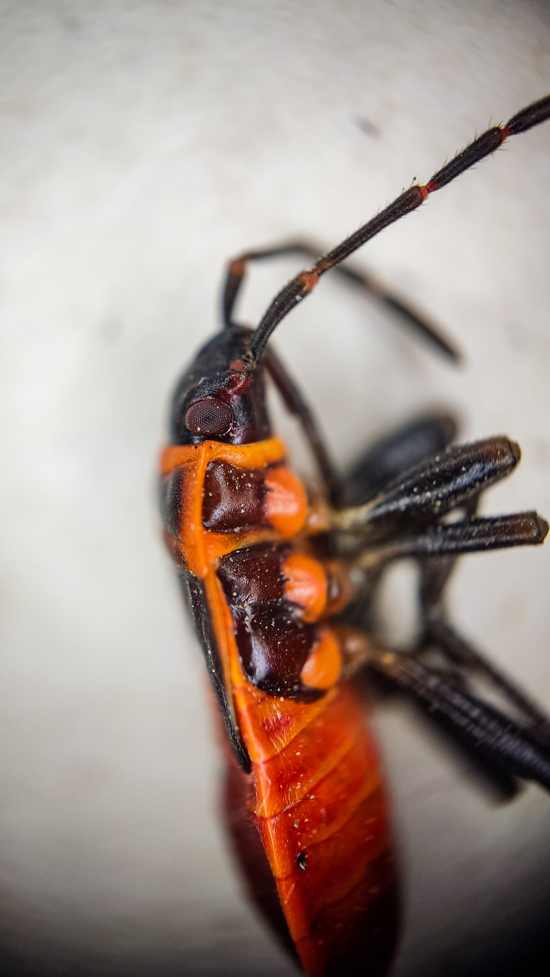 Photo project Let's take a closer look post No. 61. Soldier bug - My, Nature, Macro photography, Insects, Bedbugs, Fireman Beetle, Microfilming, The nature of Russia, The photo, Steppe, Longpost